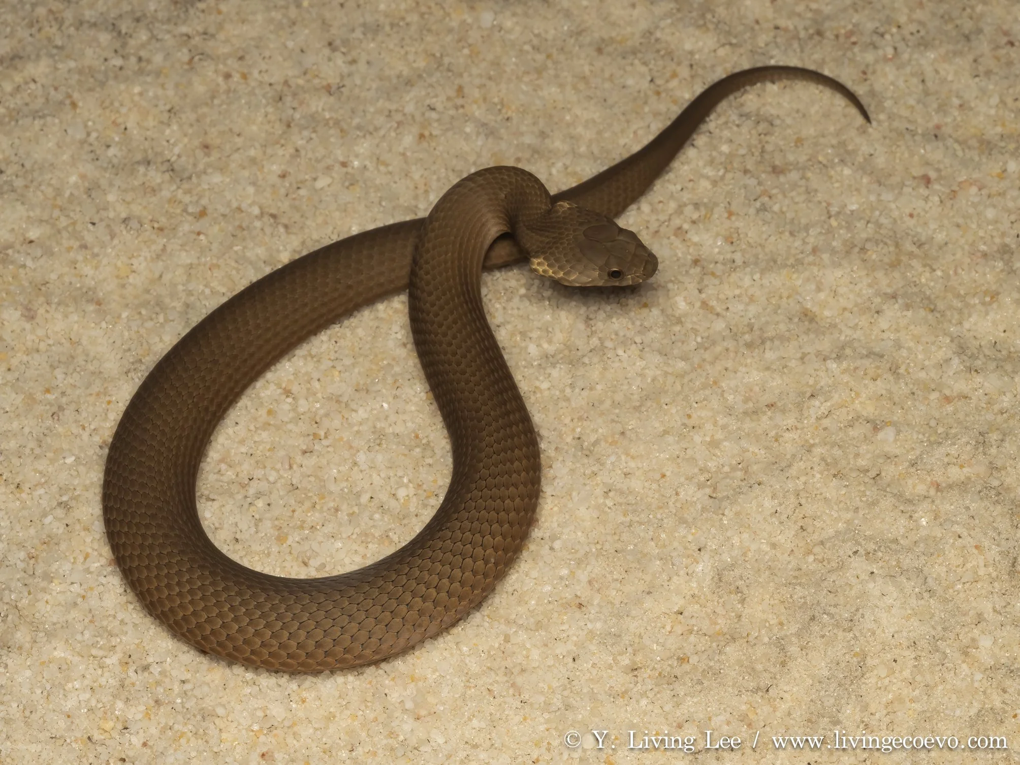 Bardick (Echiopsis curta) @ WA, Lake Magenta
