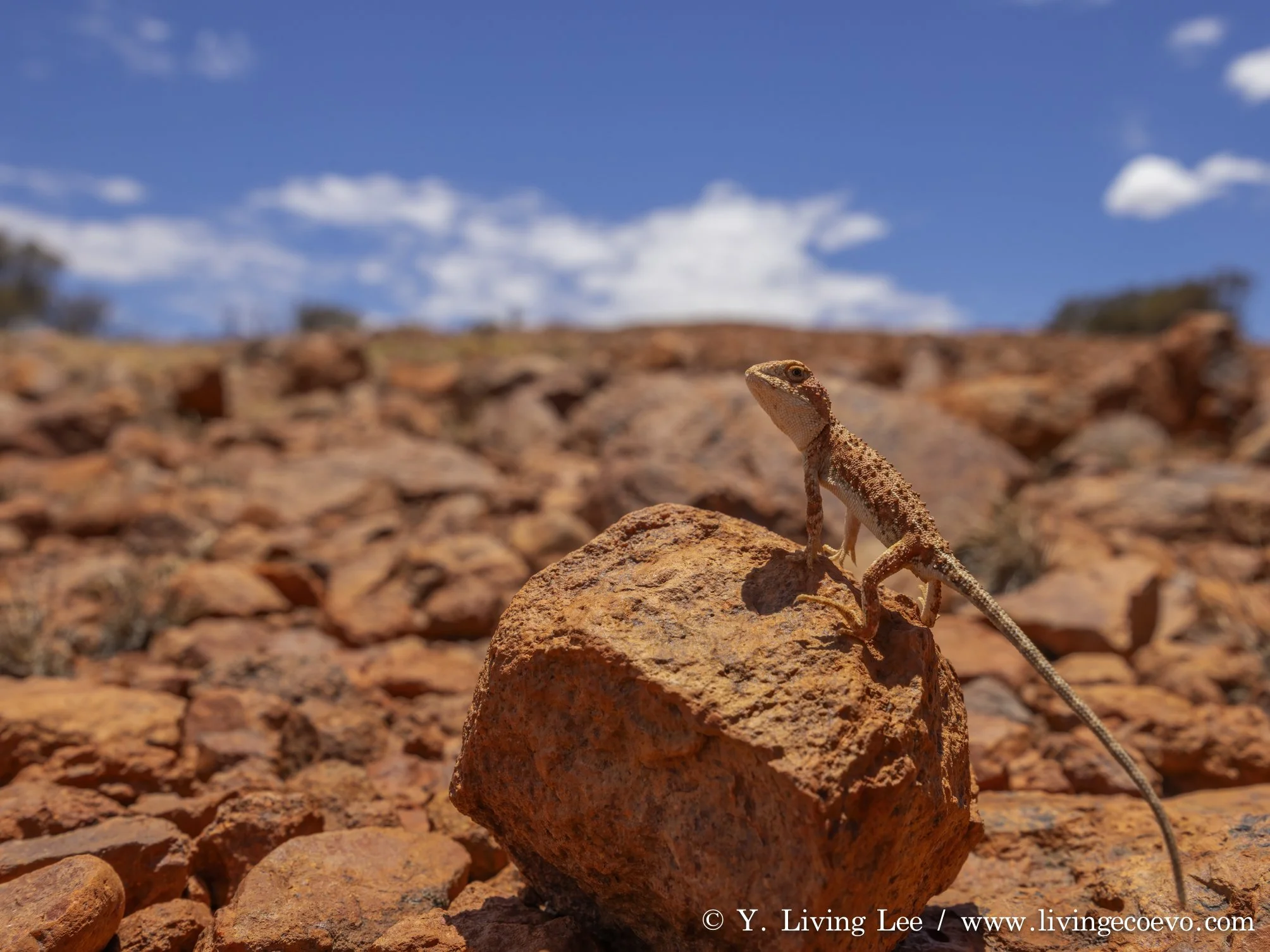 Central earless dragon (Tympanocryptis centralis) @ NT, Kata Tjuta