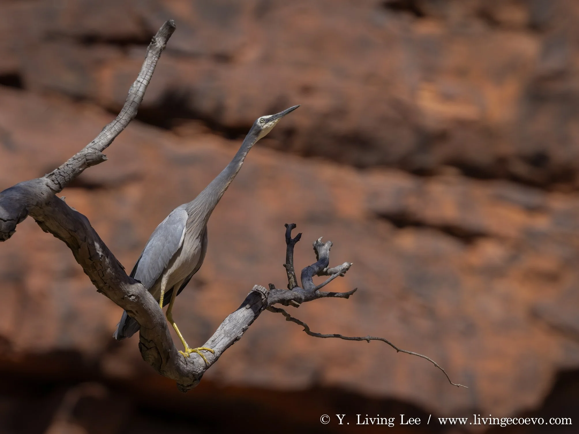 White-faced heron (Egretta novaehollandiae) @ NT, Palm valley; A heron against red cliff, the land of water and fire.