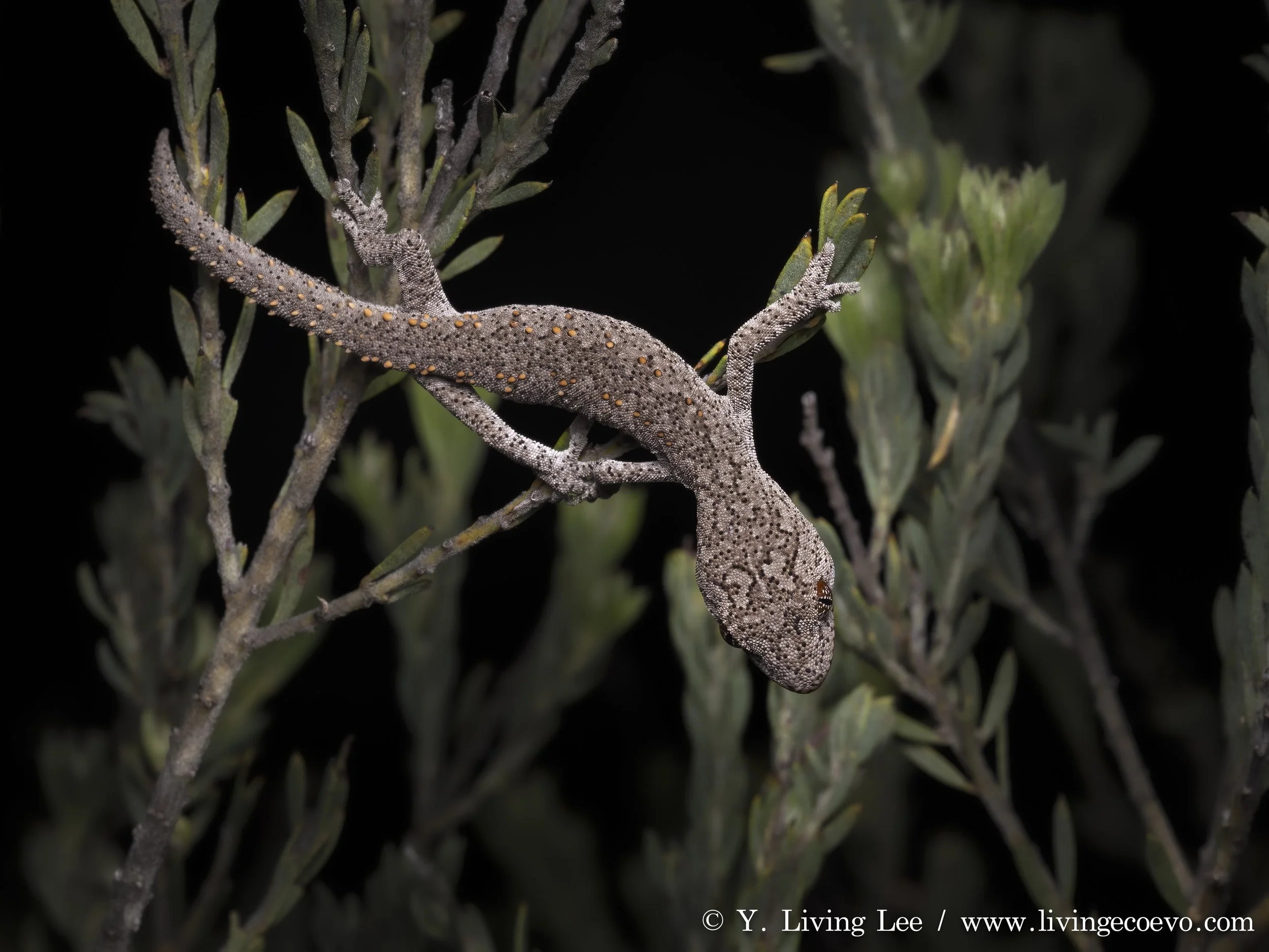 Eastern spiny-tailed gecko (Strophurus williamsi) @ NSW, Pilliga