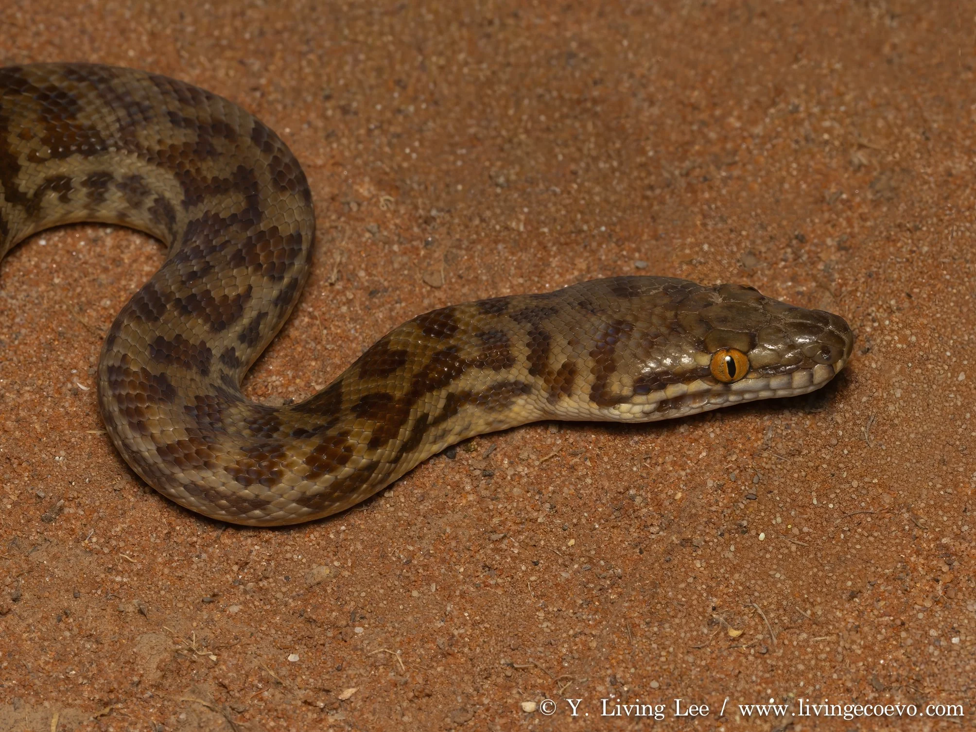 Children's python (Antaresia childreni) @ NT, Palm valley