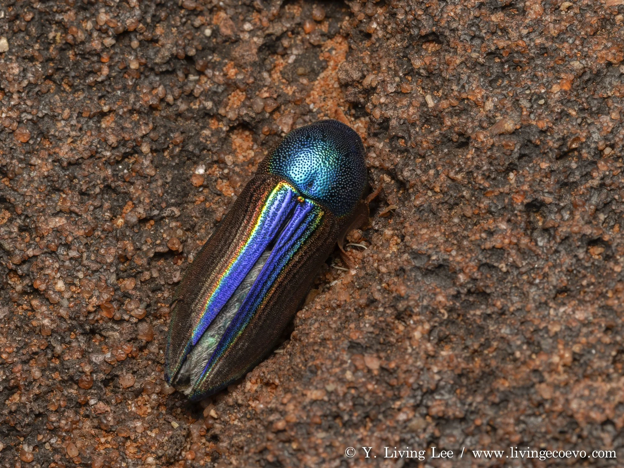 Buprestidae (Bubastes formosa), ID by Roger DeKeyzer @ NT, Palm valley
