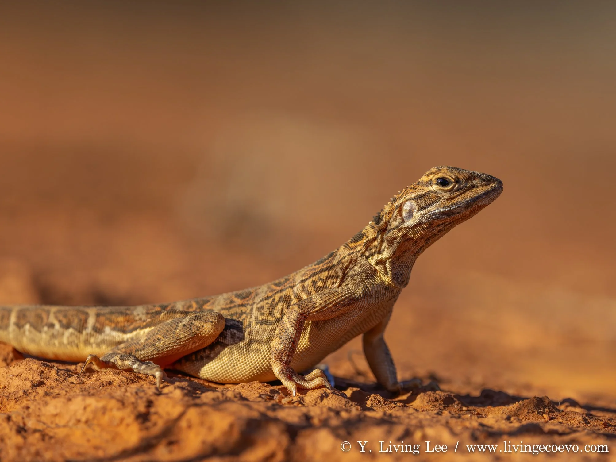 Western ring-tailed dragon (Ctenophorus caudicinctus) @ WA, Cue, Nallan station