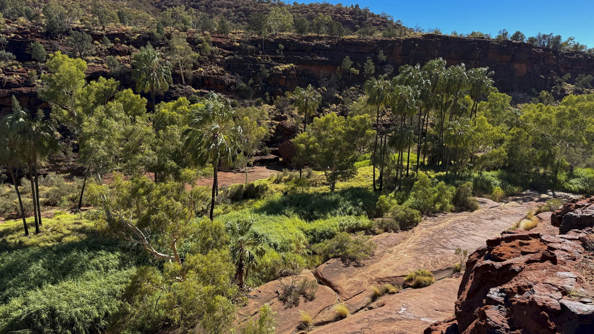 Red-cabbage palm (Livistona mariae) @ NT, Palm valley