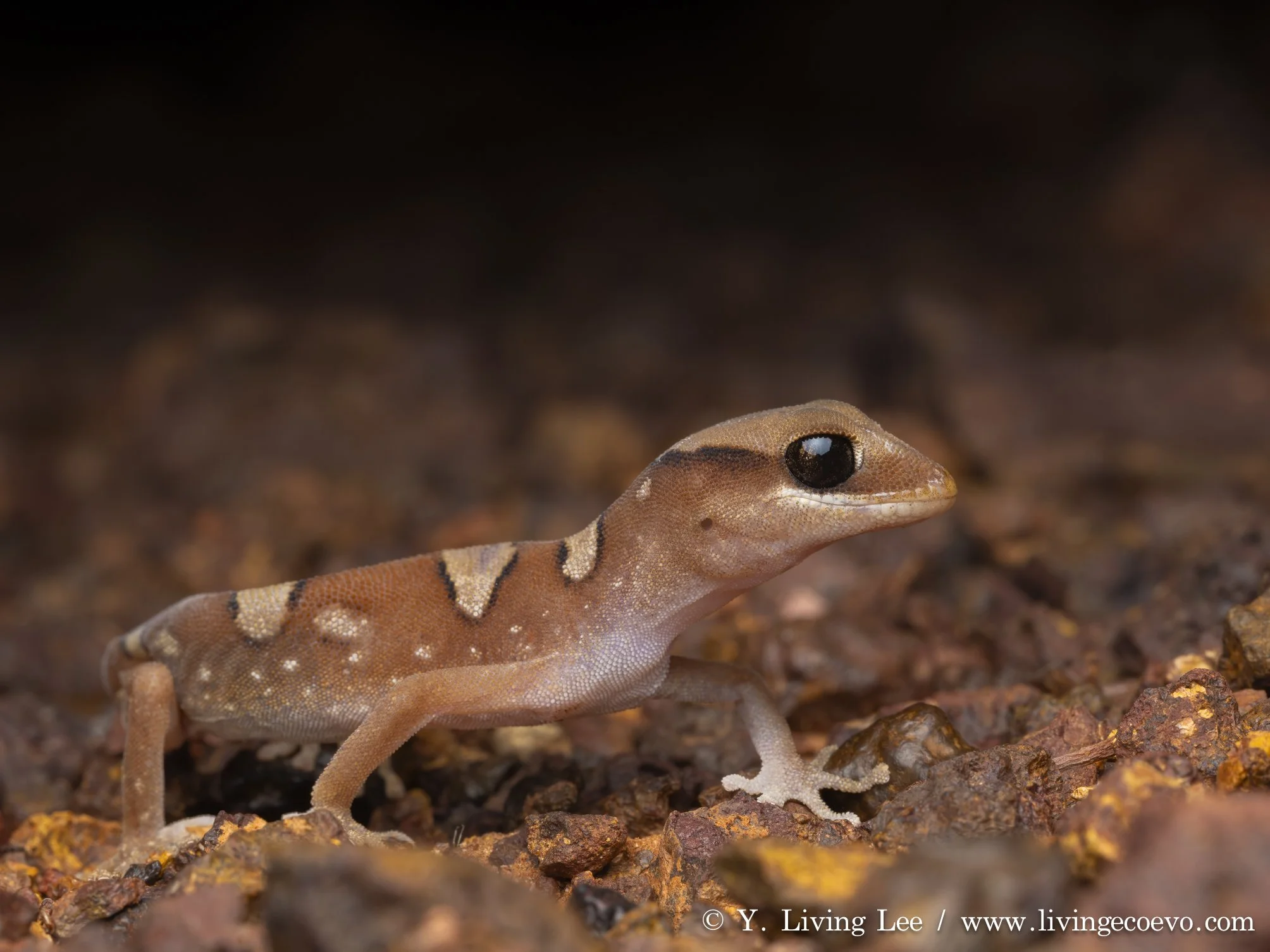 Helmeted gecko (Diplodactylus galeatus) @ SA, Coober Pedy