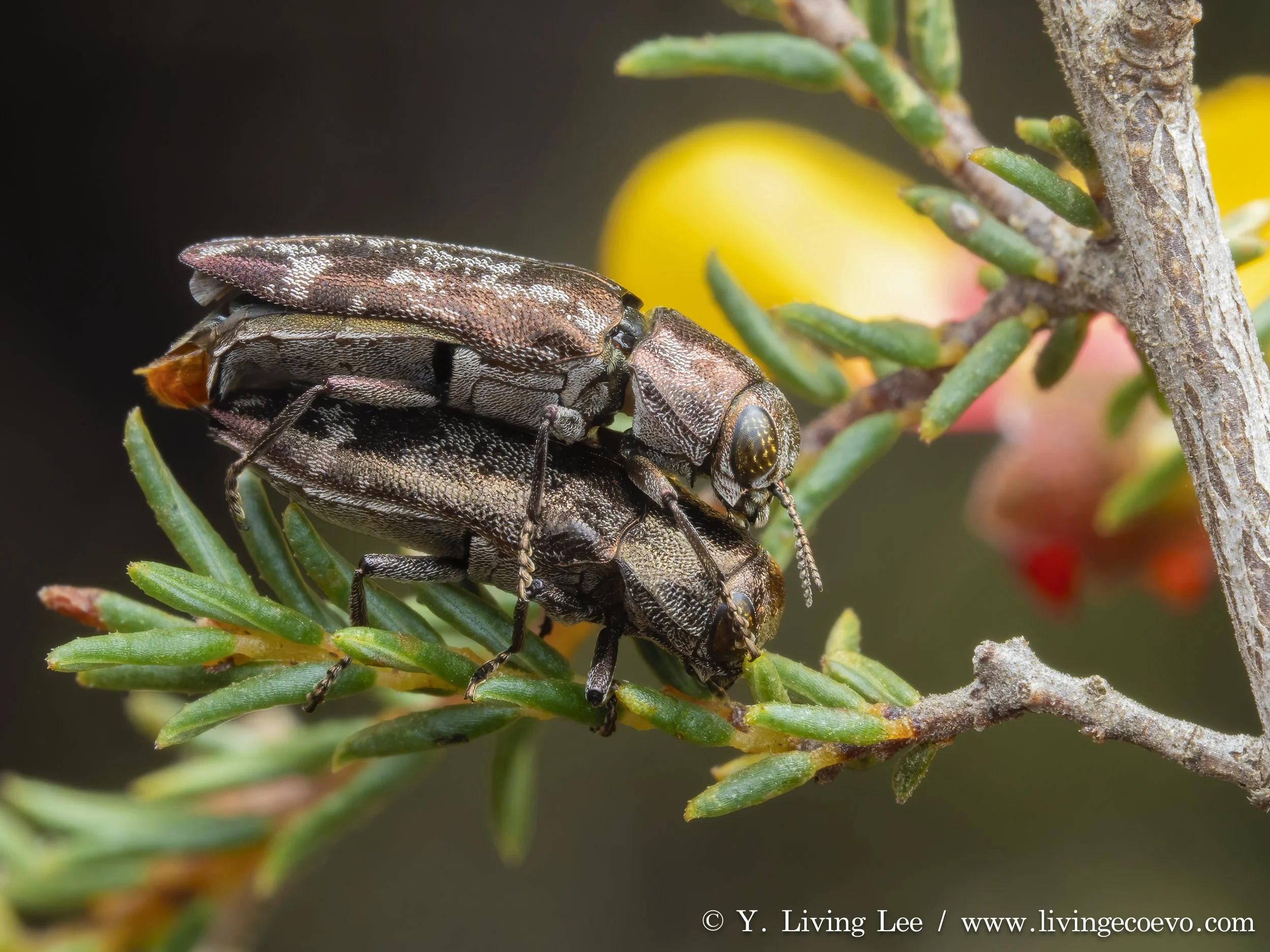 Buprestidae (Diphucrania acuducta) @ ACT, Aranda bushland