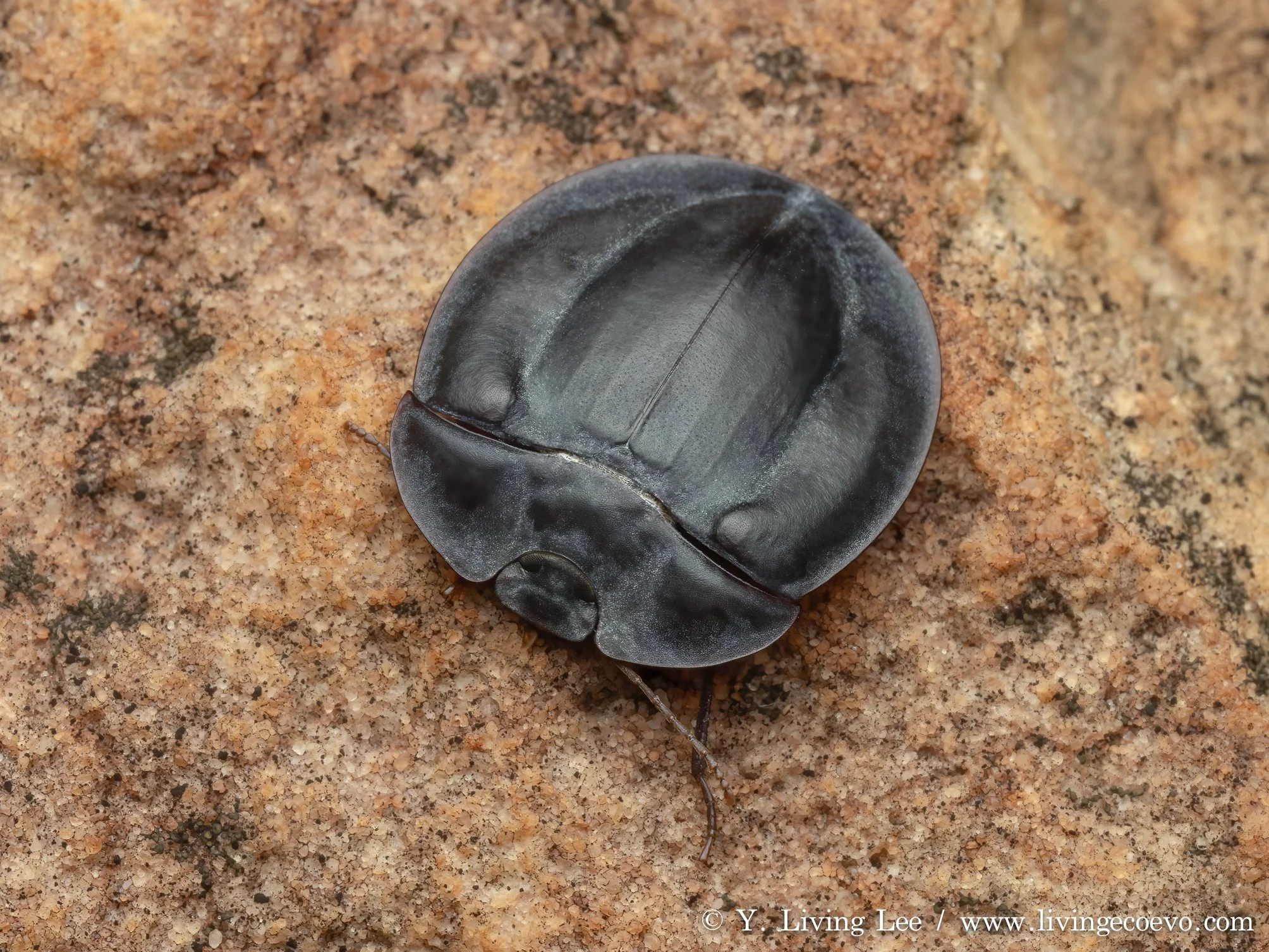 Rock pie-dish beetle (Tenebrionidae, Pterohelaeus latus) @ NT, Victoria river