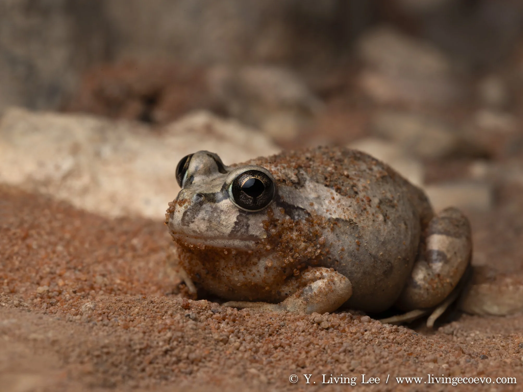 Centralian burrowing frog (Platyplectrum spenceri) @ NT, Palm valley