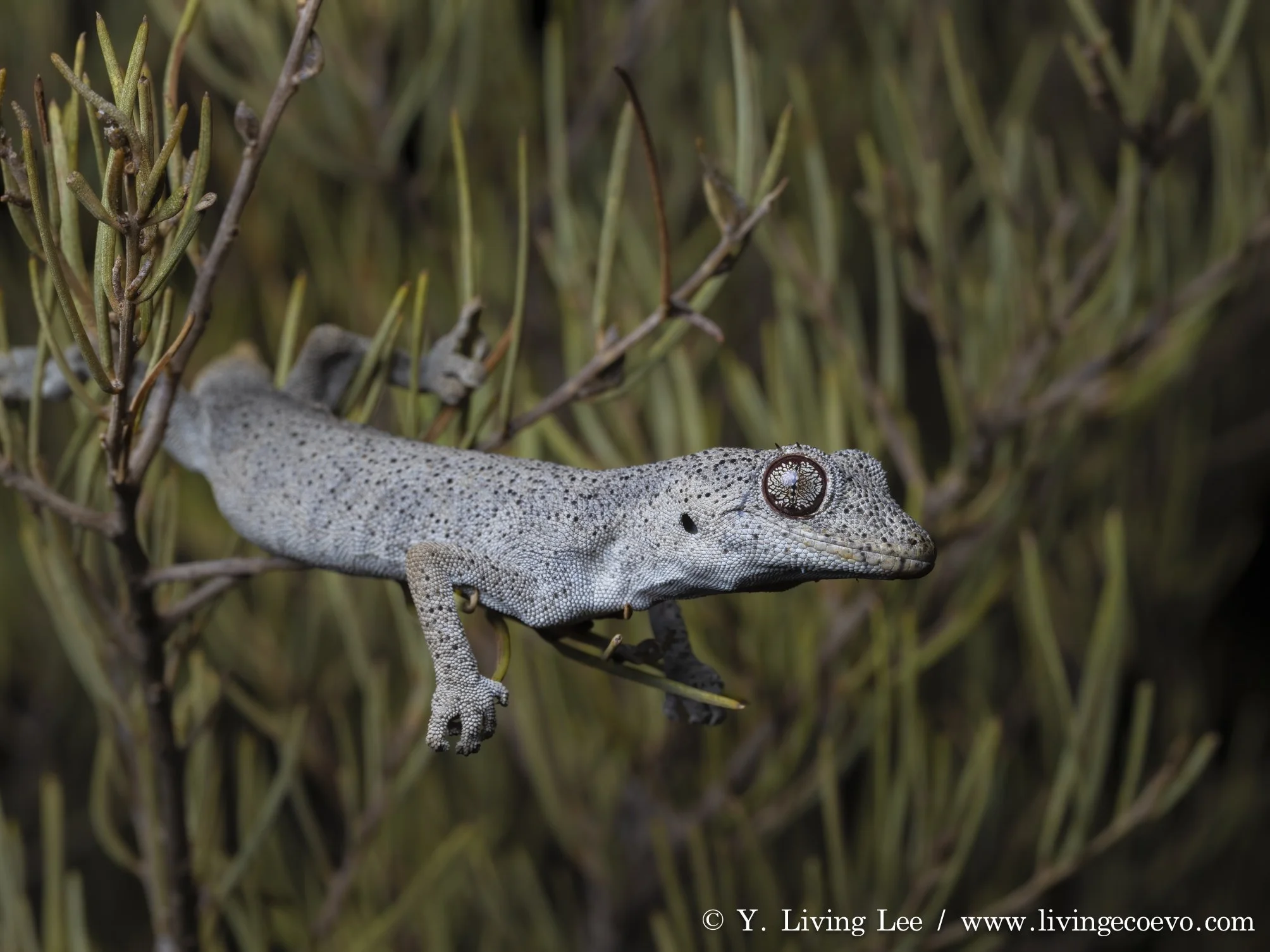 Southern spiny-tailed gecko (Strophurus intermedius) @ SA, Kulgera