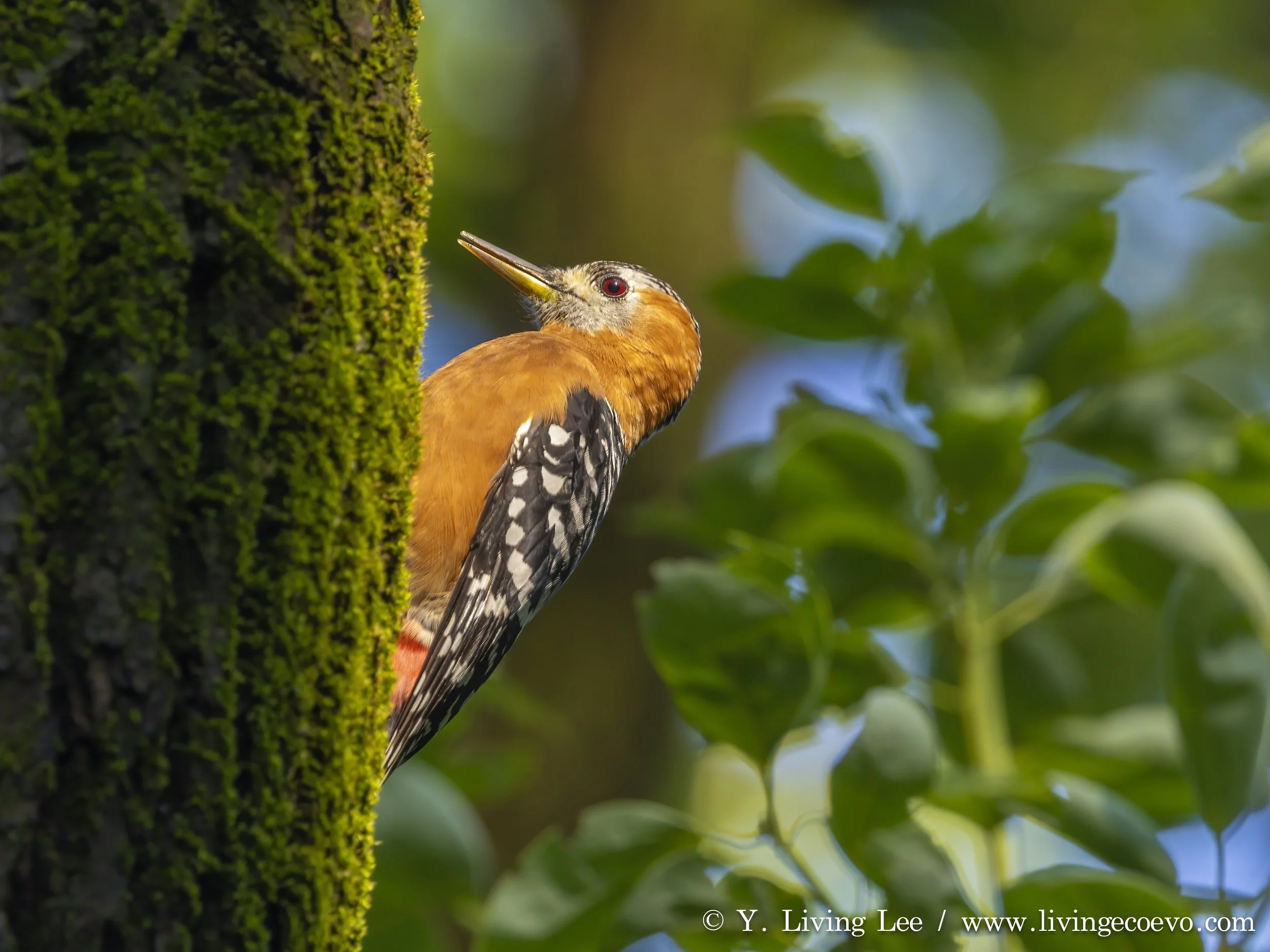 Rufous-bellied woodpecker (Dendrocopos hyperythrus) @ China, Changsha