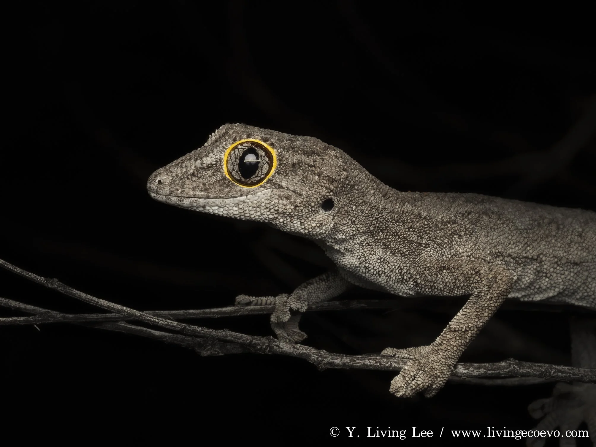 Northern spiny-tailed gecko (Strophurus ciliaris) @ WA, Cue, Lake Austin