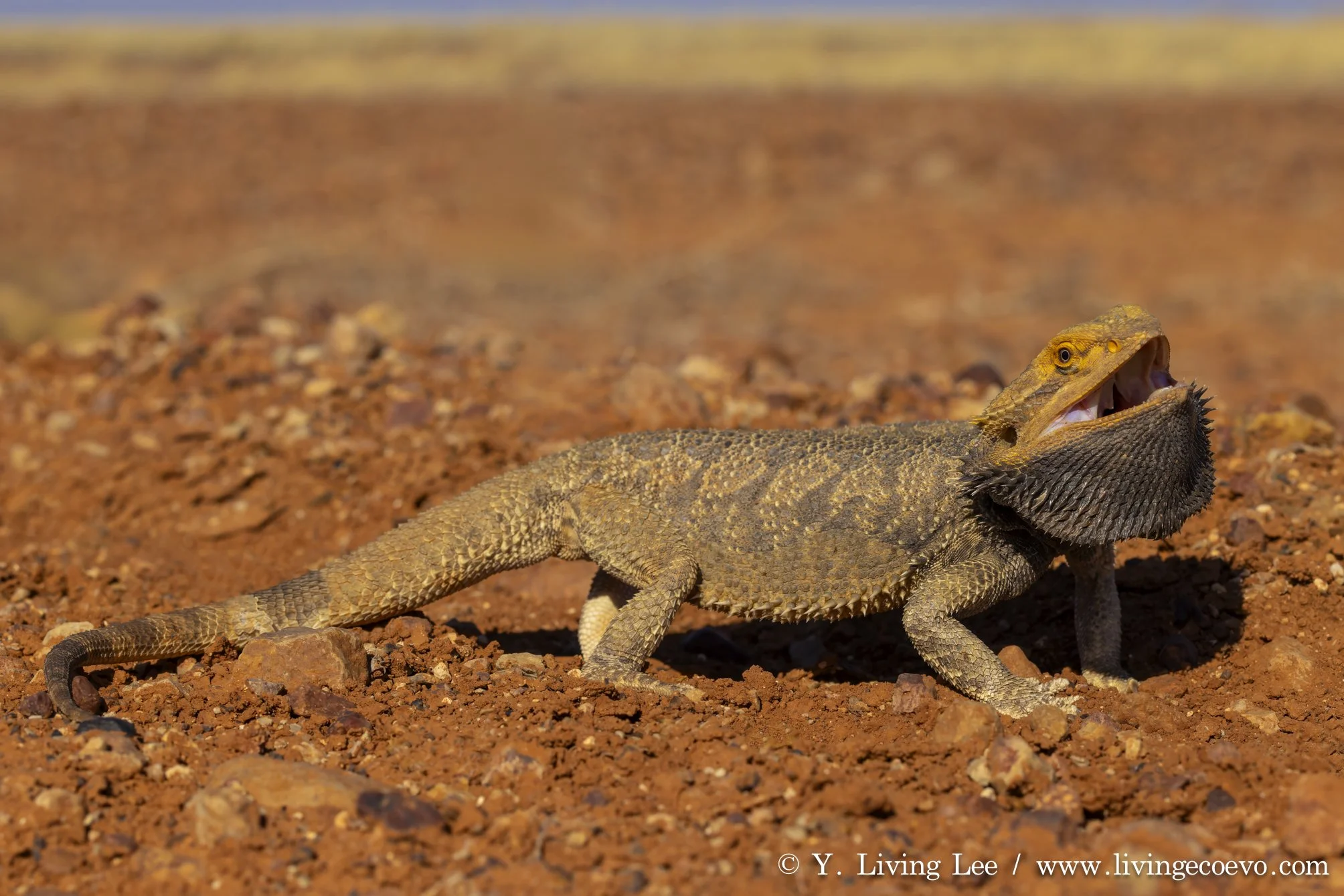 Central bearded dragon (Pogona vitticeps) @ SA, Coober Pedy