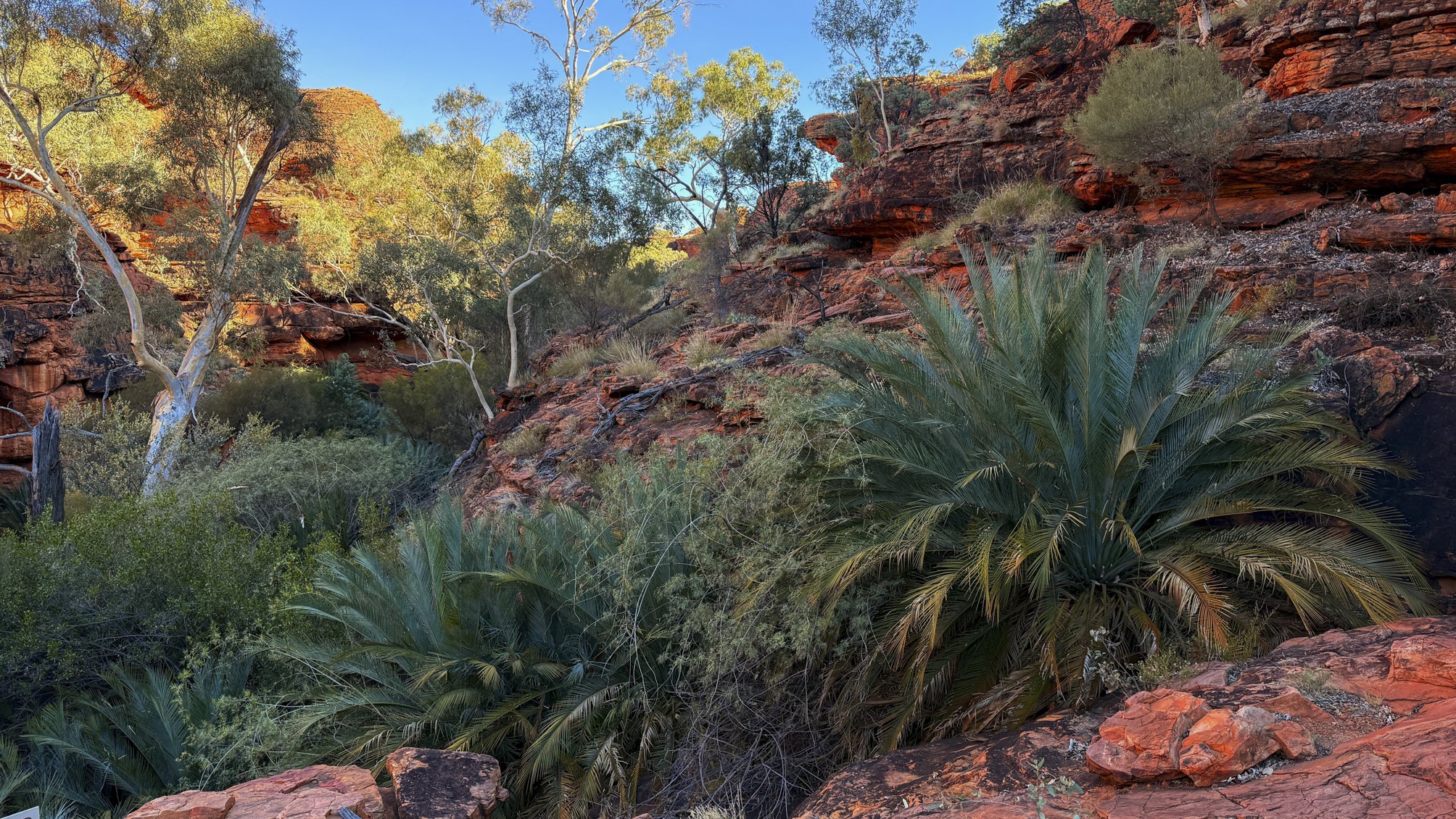 Macdonnell ranges cycad (macrozamia macdonnellii) @ NT, Kings Canyon