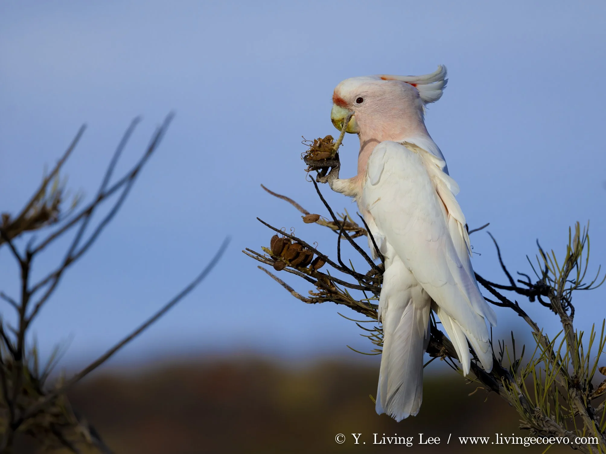 Pink cockatoo (Cacatua leadbeateri) @ NT, Yulura