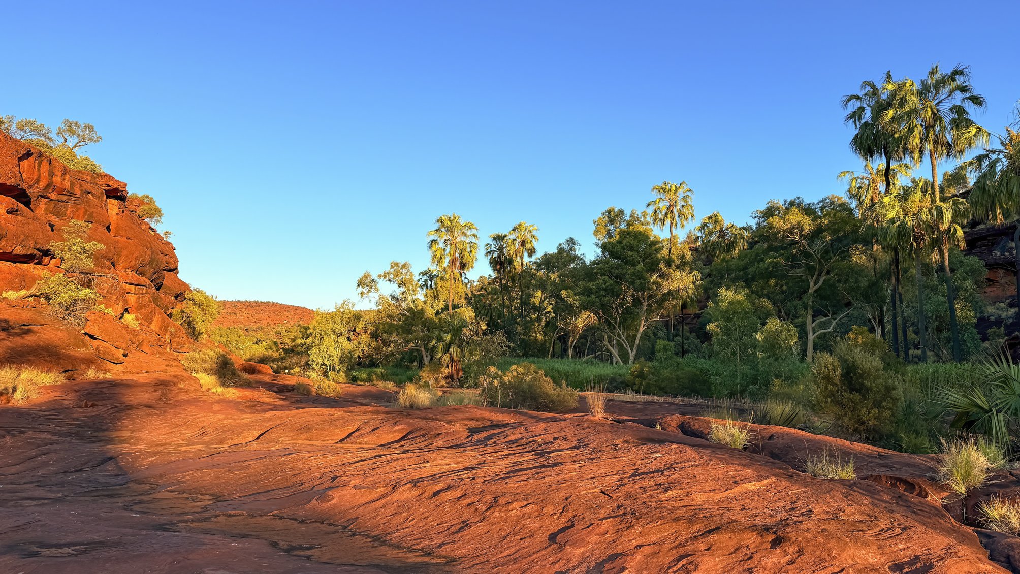Isolated from its close relatives in the tropics, the Red-cabbage palm (Livistona mariae) is the only palm species naturally occurring in the arid central Australia. They are found exclusively along a creek bed of ~2 km at Palm valley and braced by s