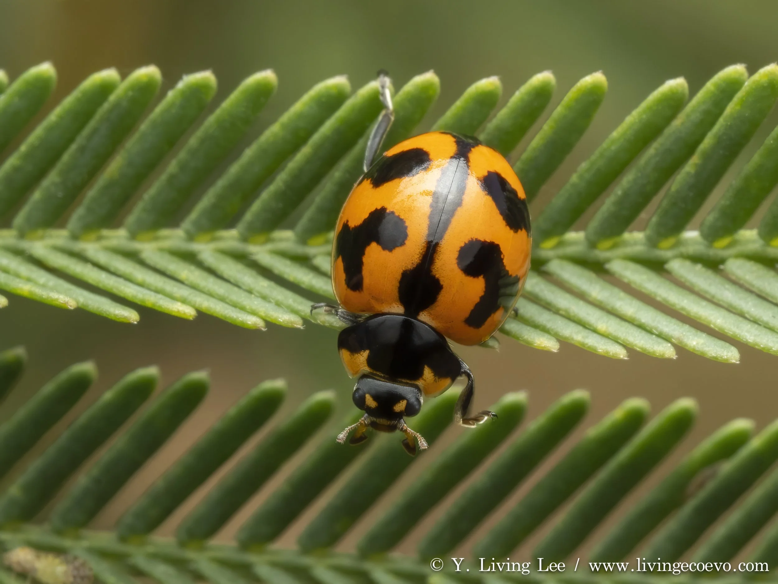 Coccinellidae @ ACT, Black mountain, E slope