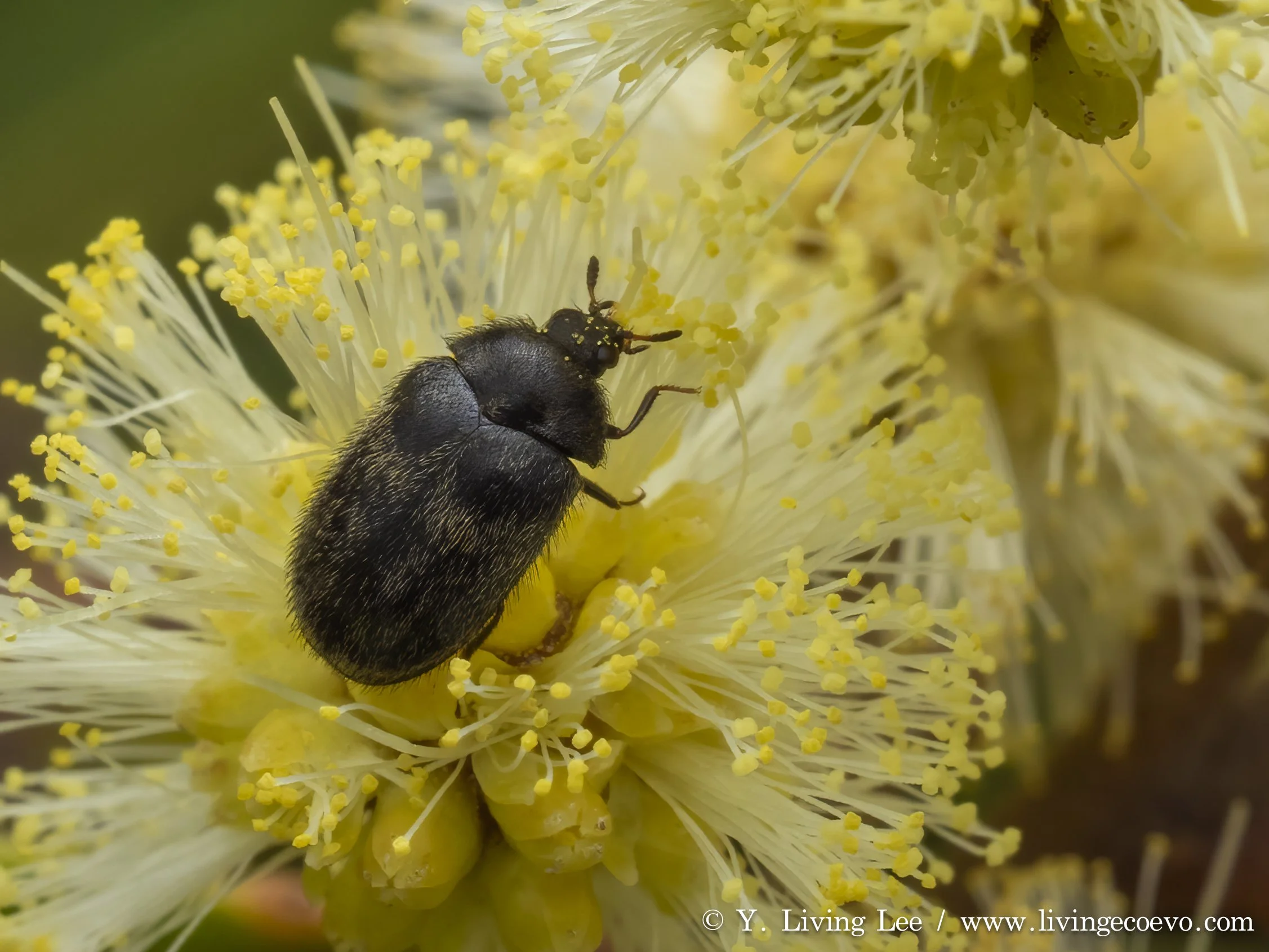 Dermestidae (Eurhopalus sp.) @ ACT, Namadgi visitor center, on Eucalyptus flower