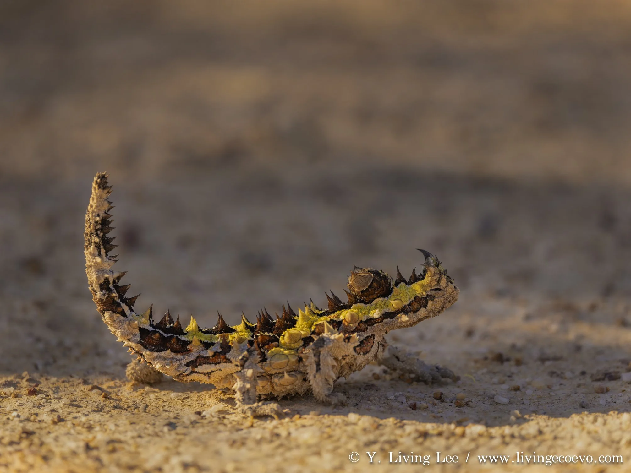Thorny devil (Moloch horridus) @ WA, Dragon Rocks