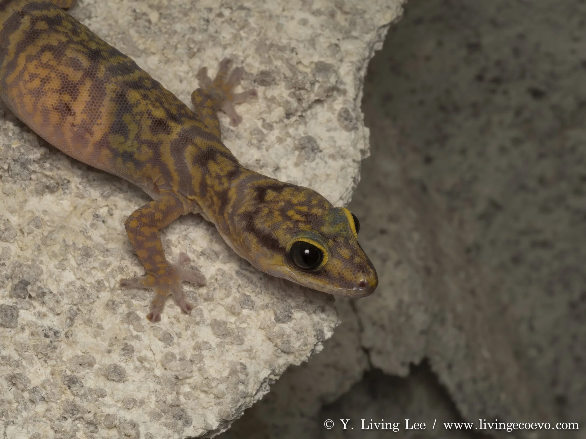 Western marbled velvet gecko (Oedura fimbria) @ WA, Mt Magnet