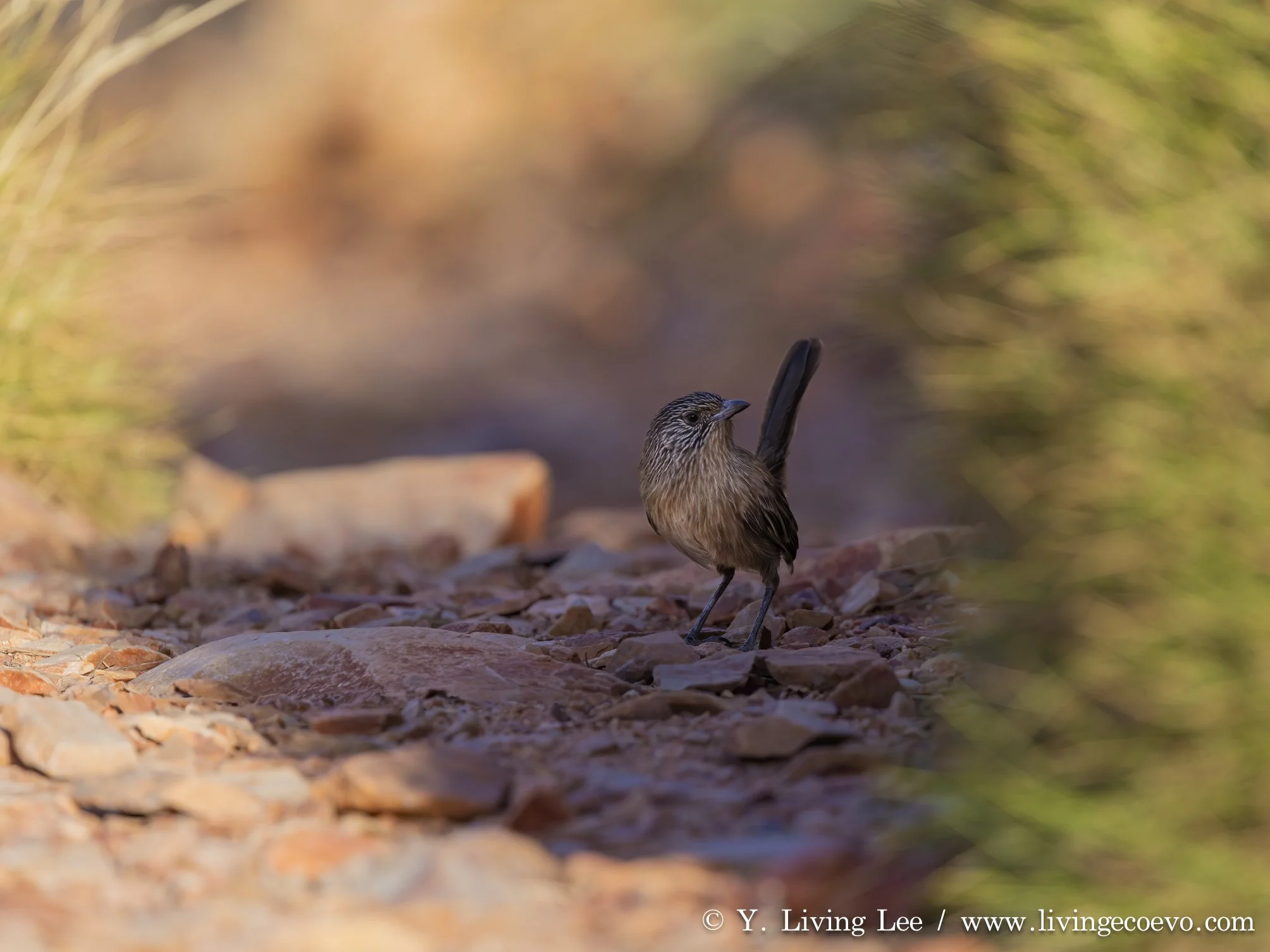 Dusky grasswren (Amytornis purnelli) @ NT, West MacDonnell Range, Ormiston Gorge, Ormiston pound walk