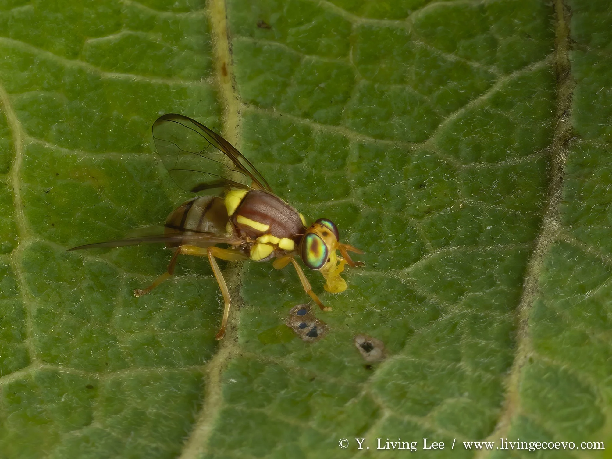 Tephritidae (Bactrocera sp.), ID by Keith @ WA, Kununurra, Magic Trees