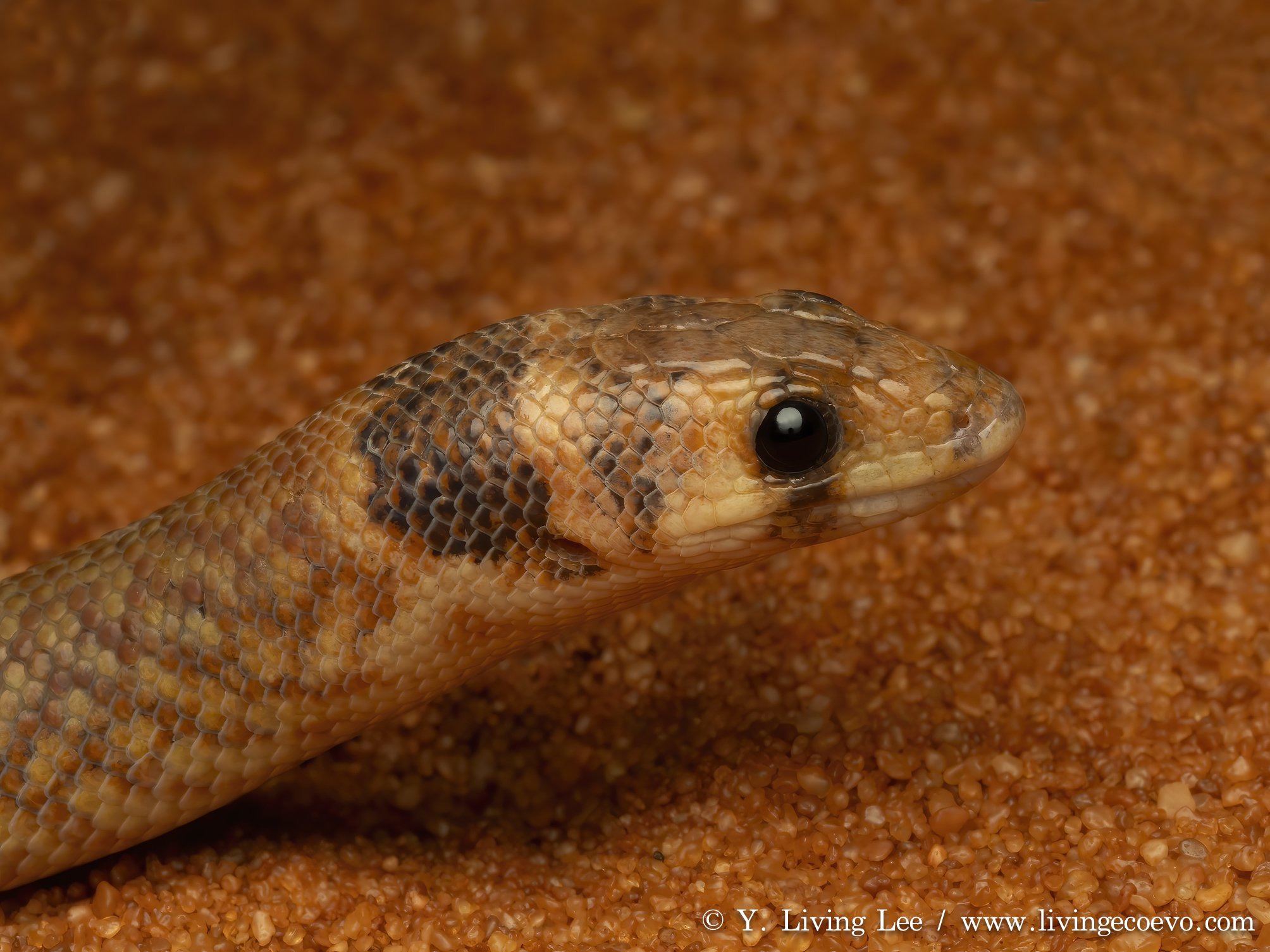 Western hooded scaly-foot (Pygopus nigriceps) @ WA, Shark Bay