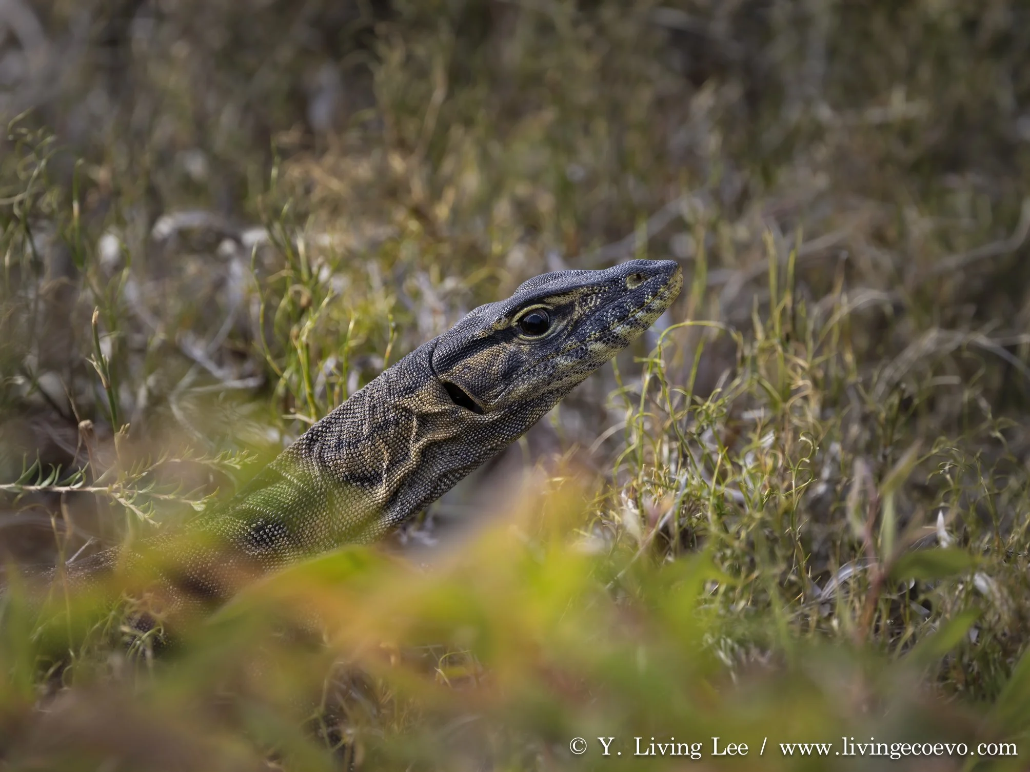 Southern heath monitor (Varanus rosenbergi) @ WA, Two-people's Bay
