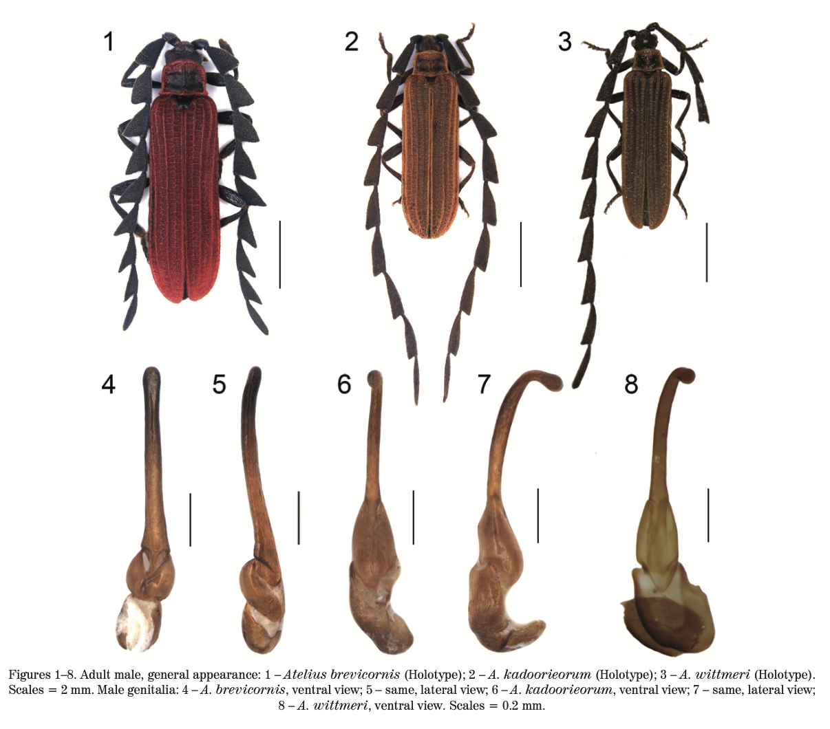 Diagram showing the adult male general appearance of three beetle species, labeled 1 to 3, and their genitalia, labeled 4 to 8. The beetle species are Atelius brevicornis, A. kadoorieorum, and A. wittmeri. The scales are 2 mm for the beetles and 0.2 mm for the genitalia.