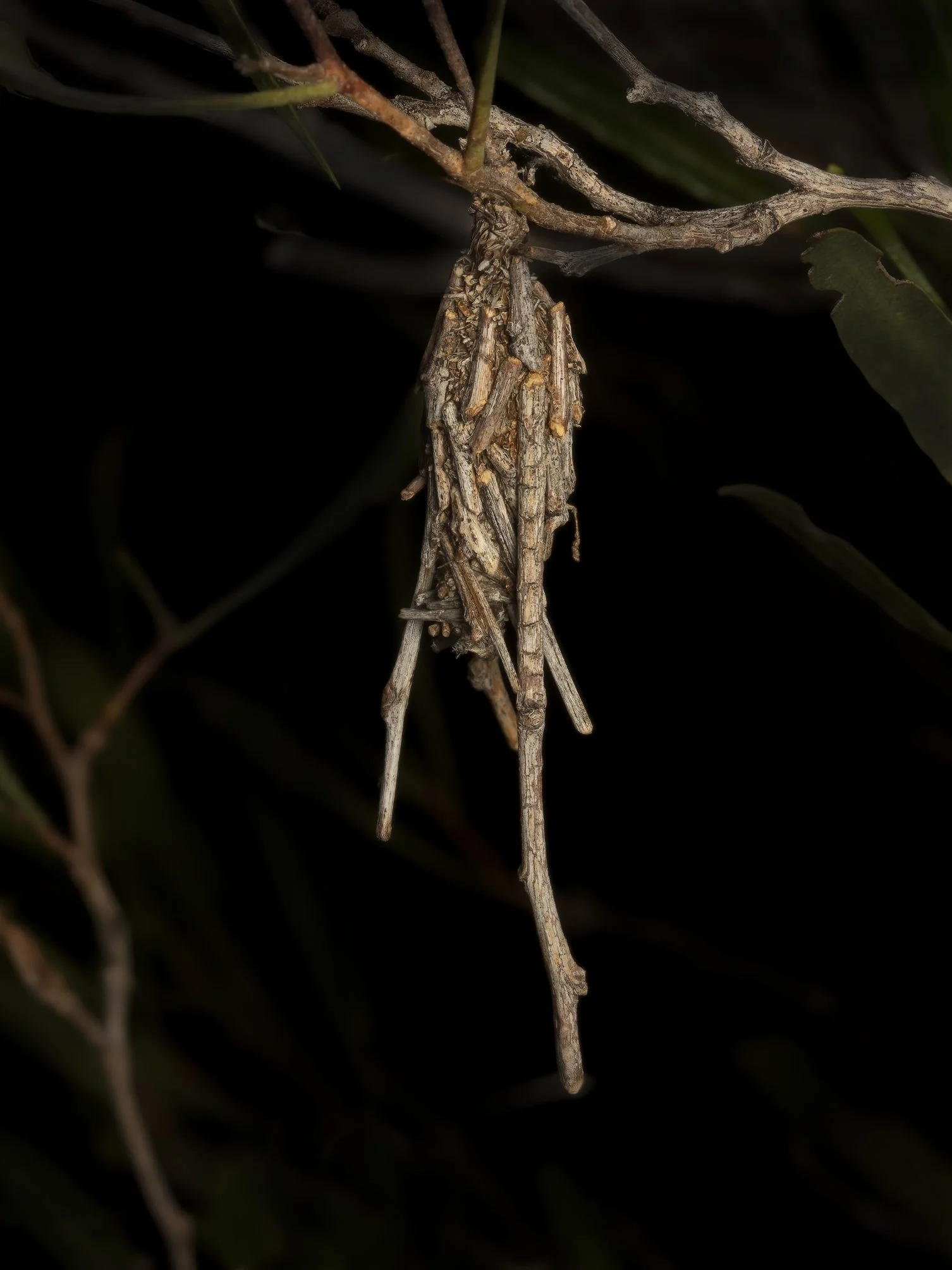 Case moth (Psychidae) @ NT, Erldunda