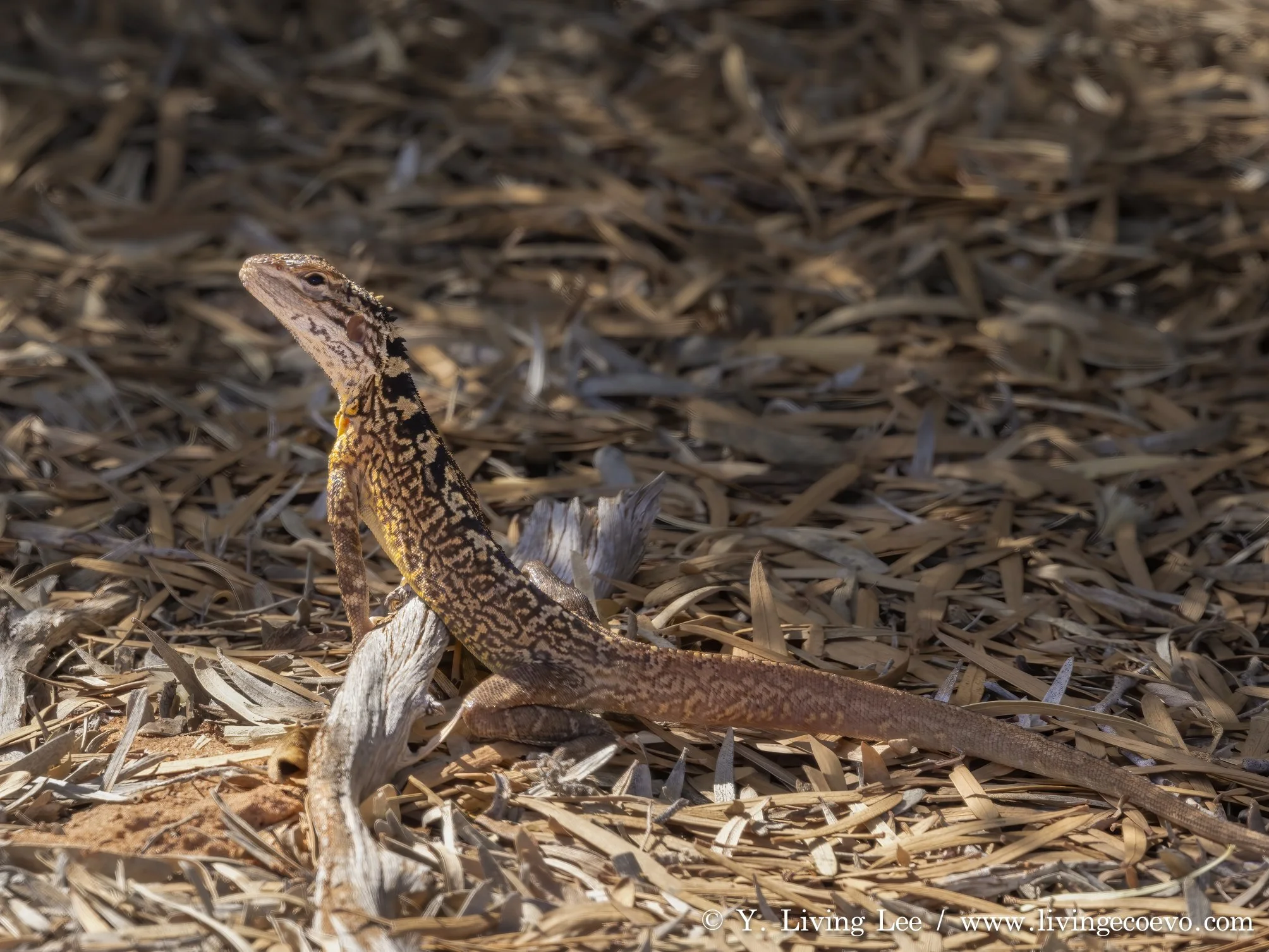 Lozenge-marked dragon (Ctenophorus scutulatus) @ WA, Shark Bay, Peron Homestead