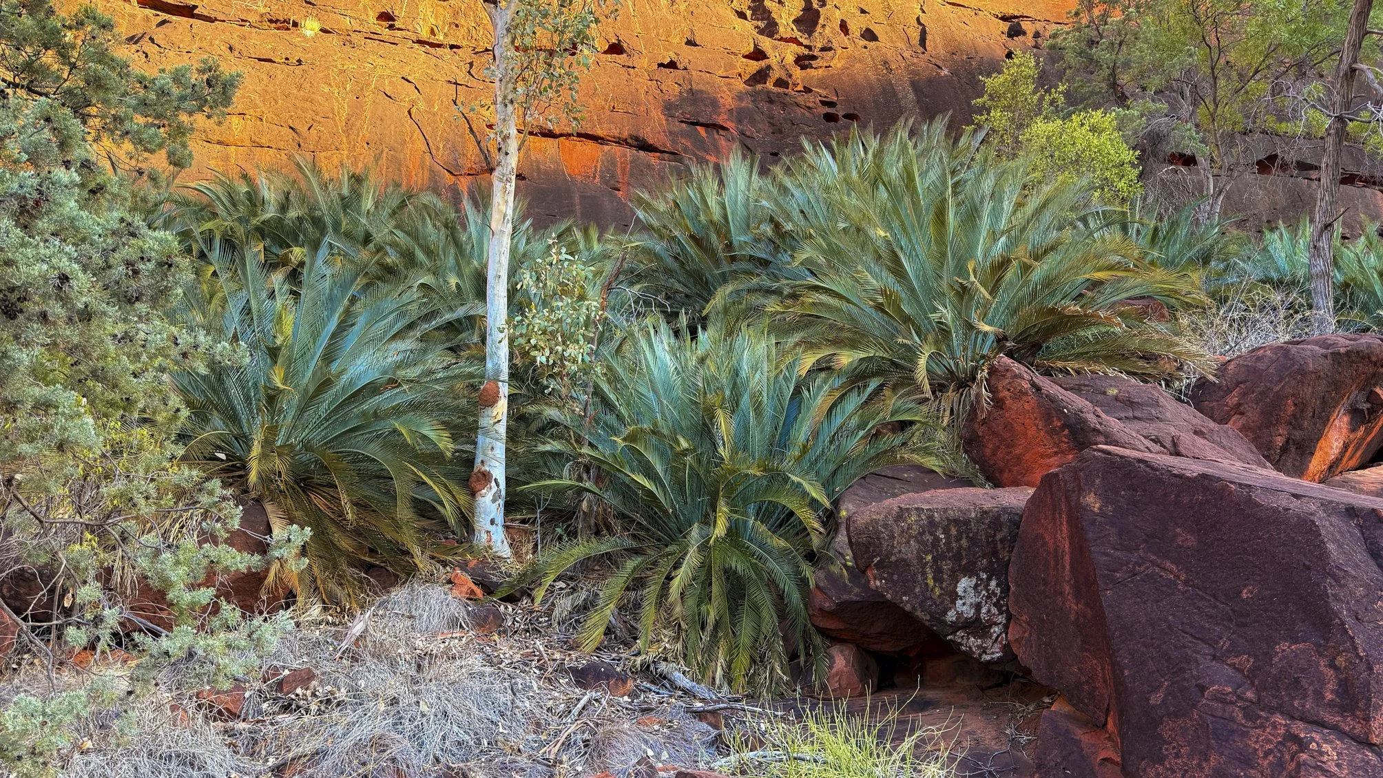 Macdonnell ranges cycad (Macrozamia macdonnellii) @ NT, Palm valley