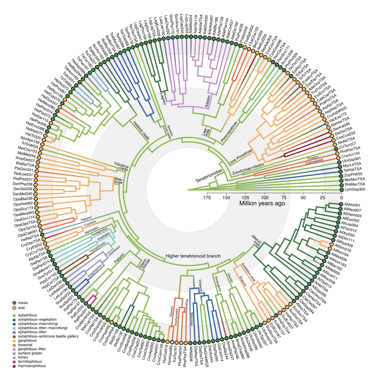 A circular phylogenetic tree showing evolutionary relationships among plant species, labeled with scientific names and colored based on traits such as mesic or arid environments, vegetation type, and other classifications, spanning from approximately 200 million years ago to recent times.