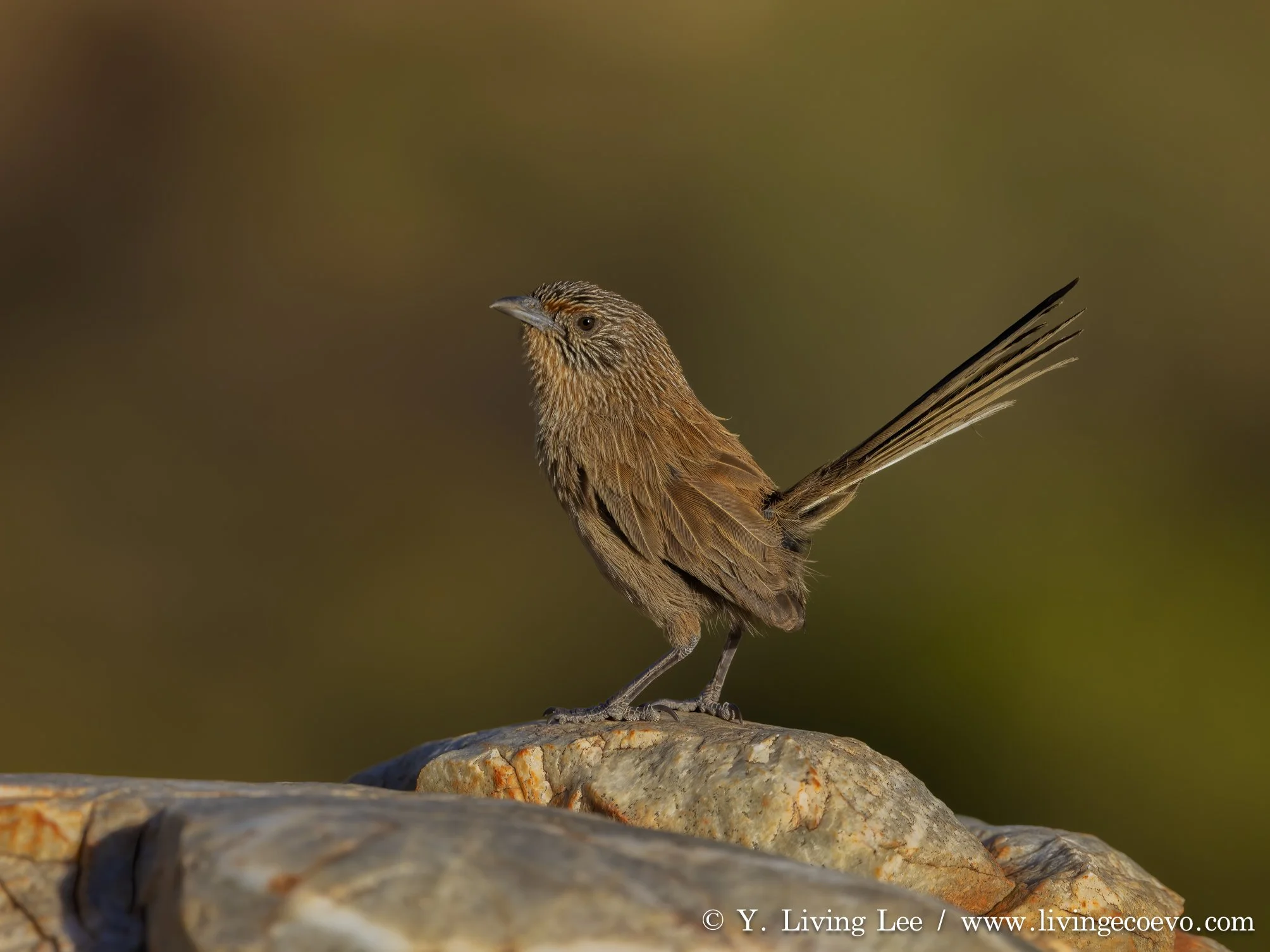Dusky grasswren (Amytornis purnelli), the one and only bird species that is endemic to the rocky ranges of the Red Center @ NT, West MacDonnell Range, Ormiston Gorge, Ormiston pound walk