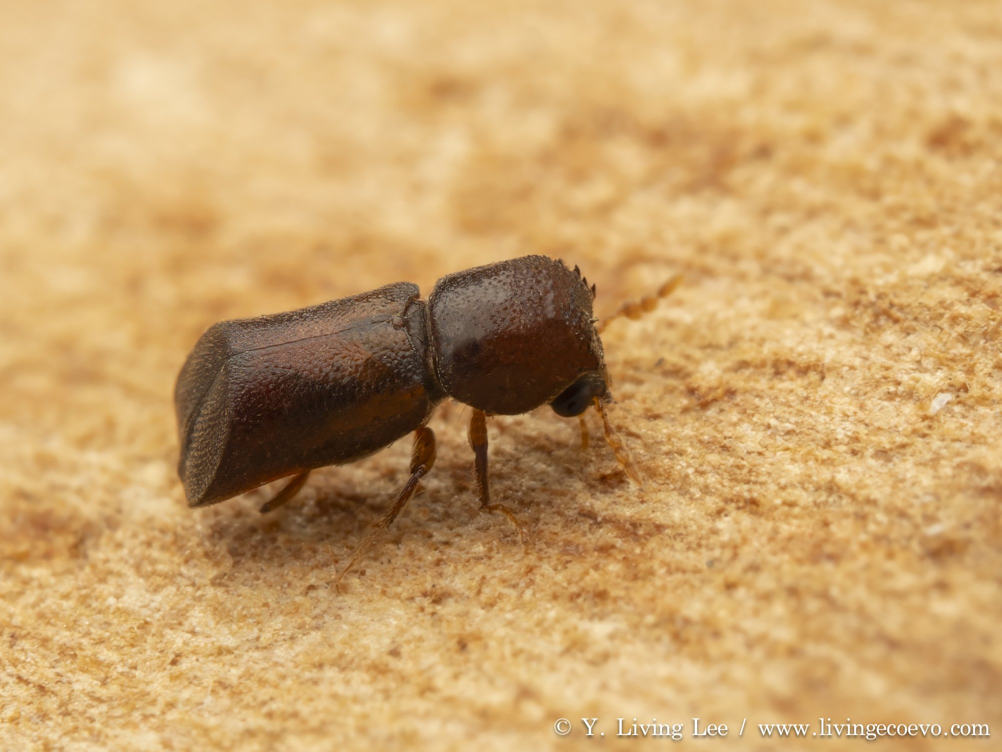 Bostrichidae (Xylobosca decisa), male @ ACT, Black mountain