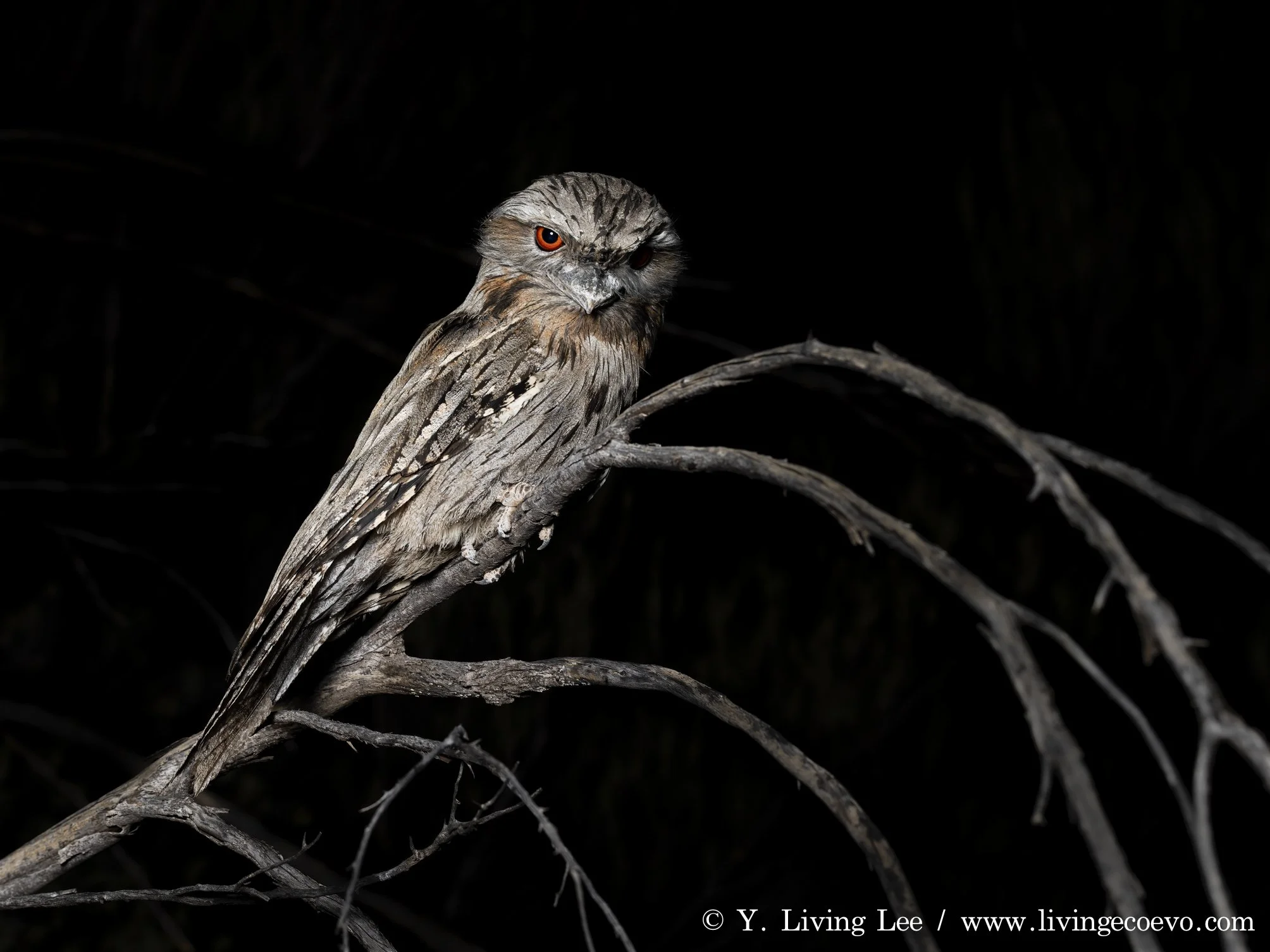 A condescending tawny frogmouth (Podargus strigoides) @ NT, West MacDonnell Range, Ormiston Gorge