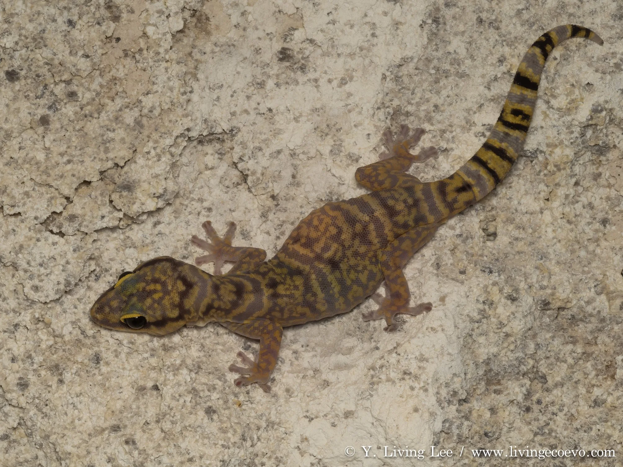 Western marbled velvet gecko (Oedura fimbria) @ WA, Mt Magnet