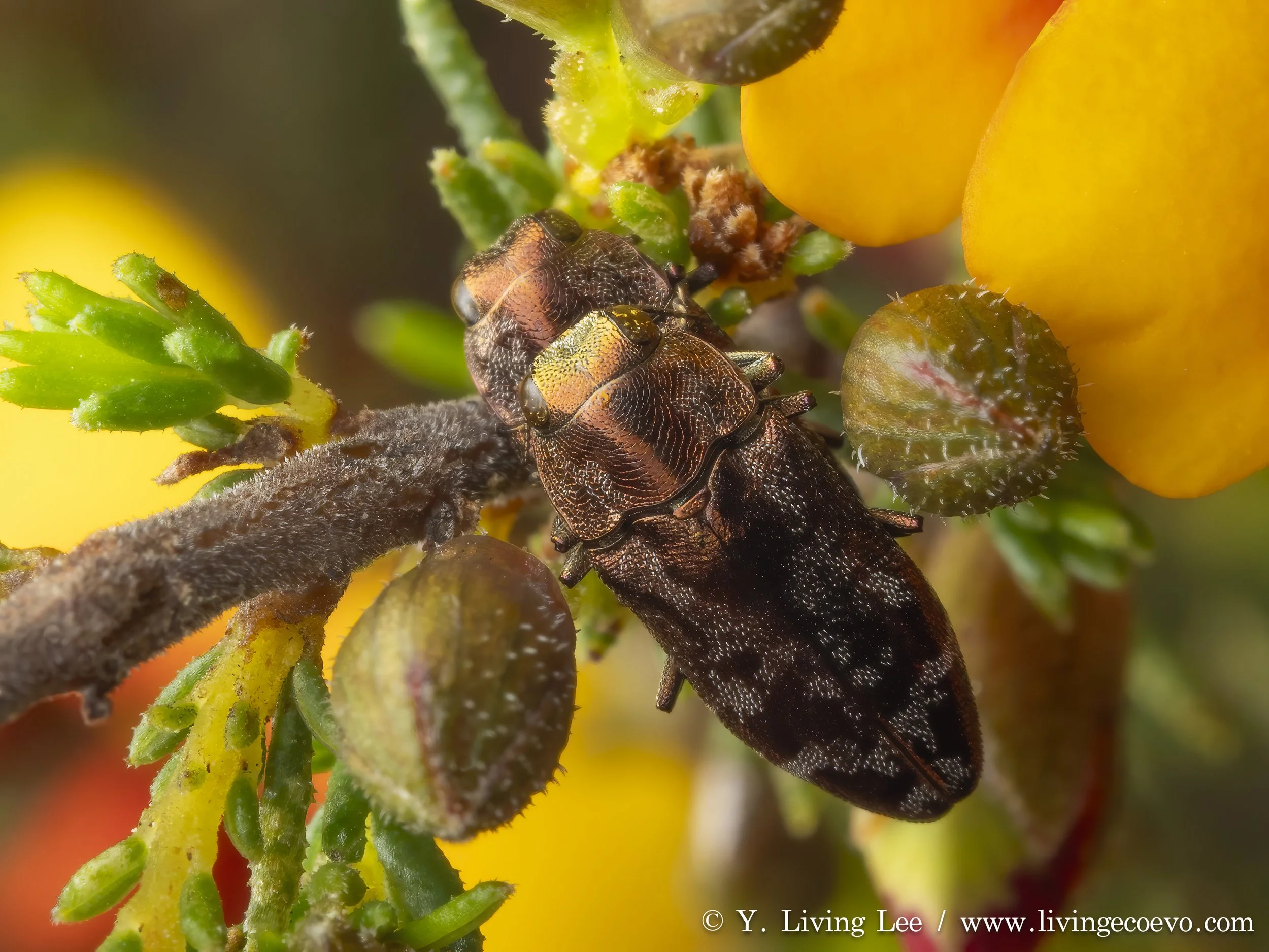 Buprestidae (Diphucrania acuducta) @ ACT, Aranda bushland, on flowering Dillwynia bush
