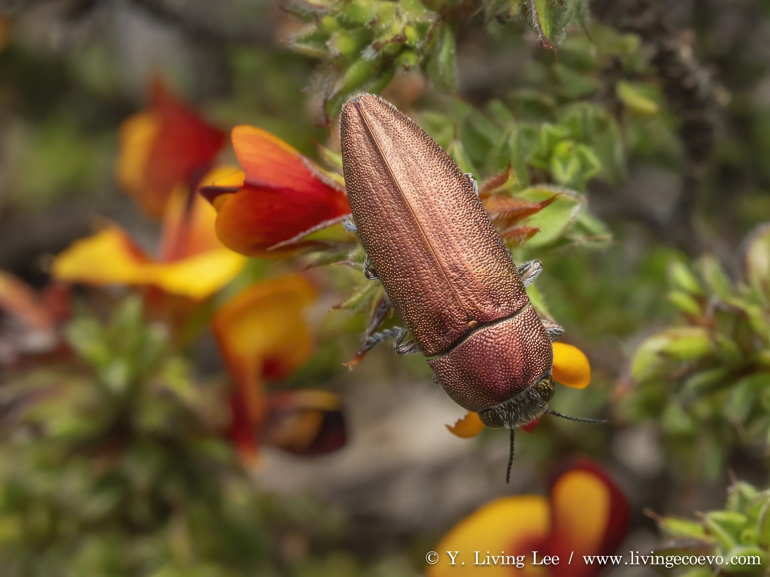 Buprestidae (Melobasis propinqua) @ ACT, Black mountain, E slope