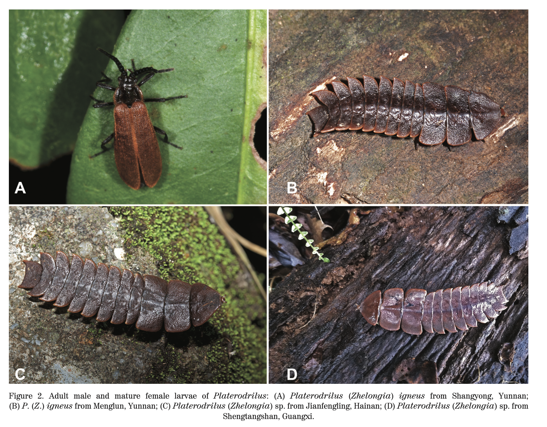 Four photographs of adult and mature female larvae of Platerodrilus. The first photo shows a living adult female larva on a green leaf. The second photo shows a brown larva on a rock. The third photo features a brown larva on mossy ground. The fourth photo shows a brown larva on a dark wooden surface.