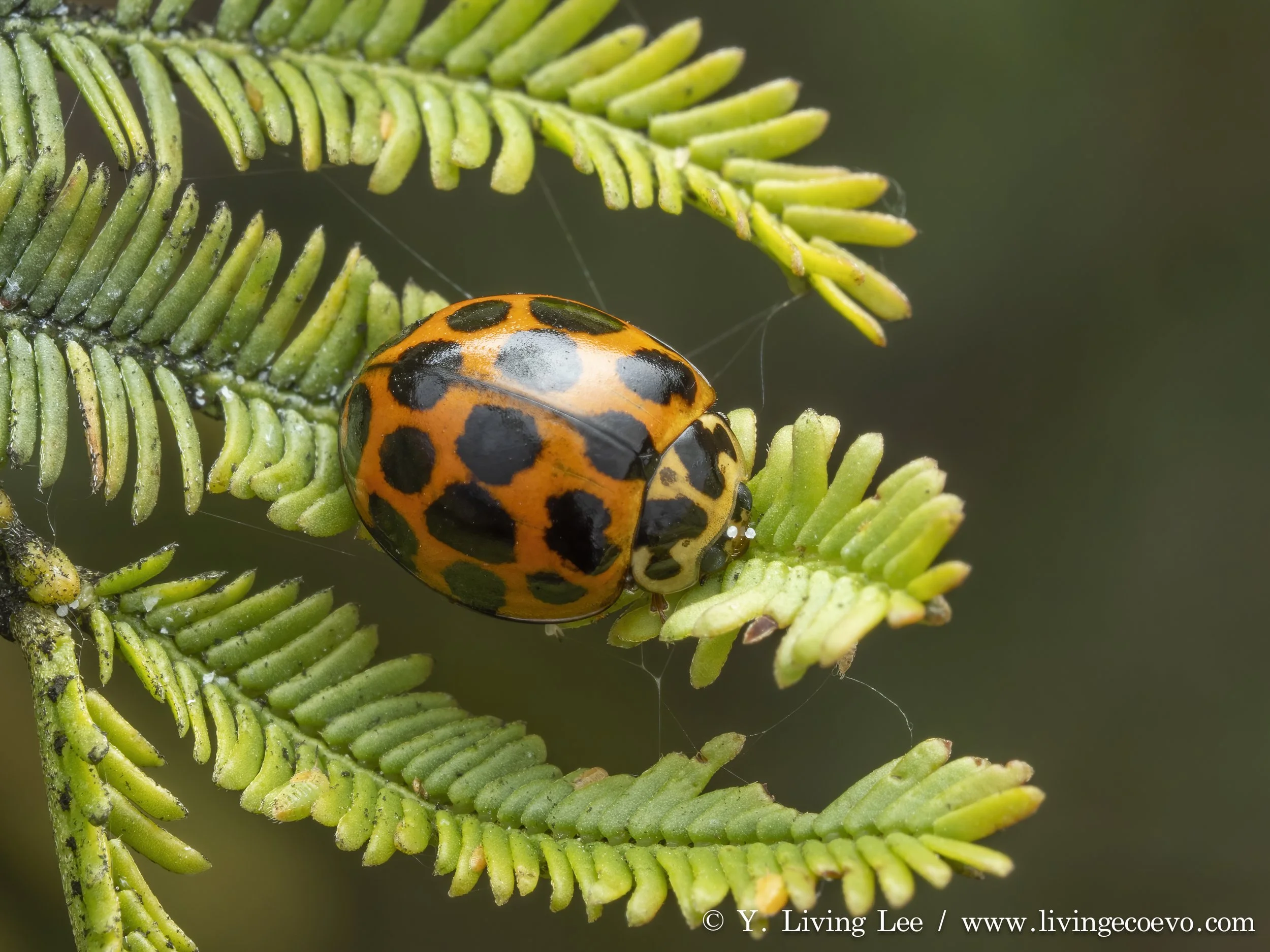 Coccinellidae @ ACT, Black mountain, E slope