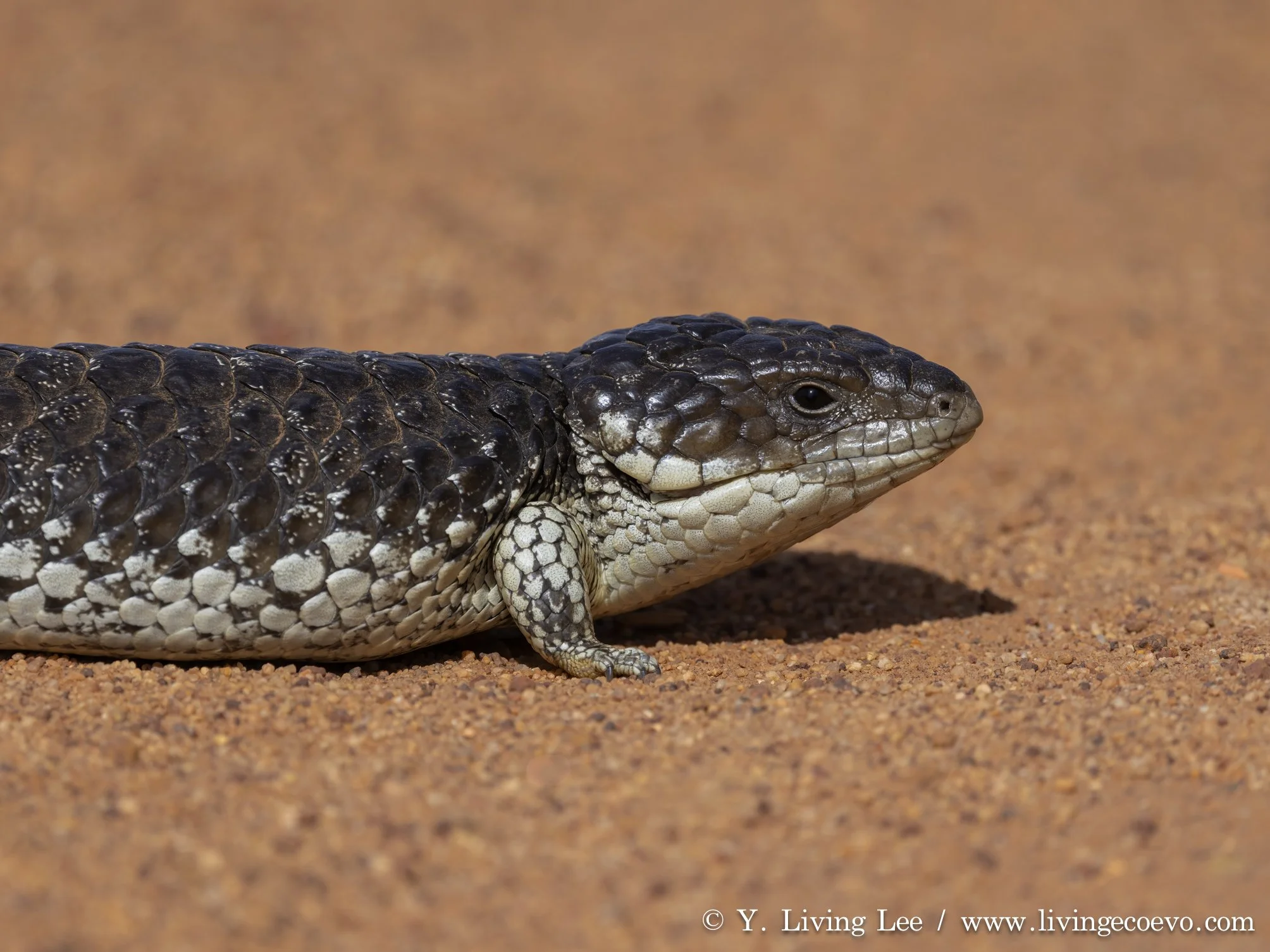Shingleback (Tiliqua rugosa) @ WA, near Dragon Rocks