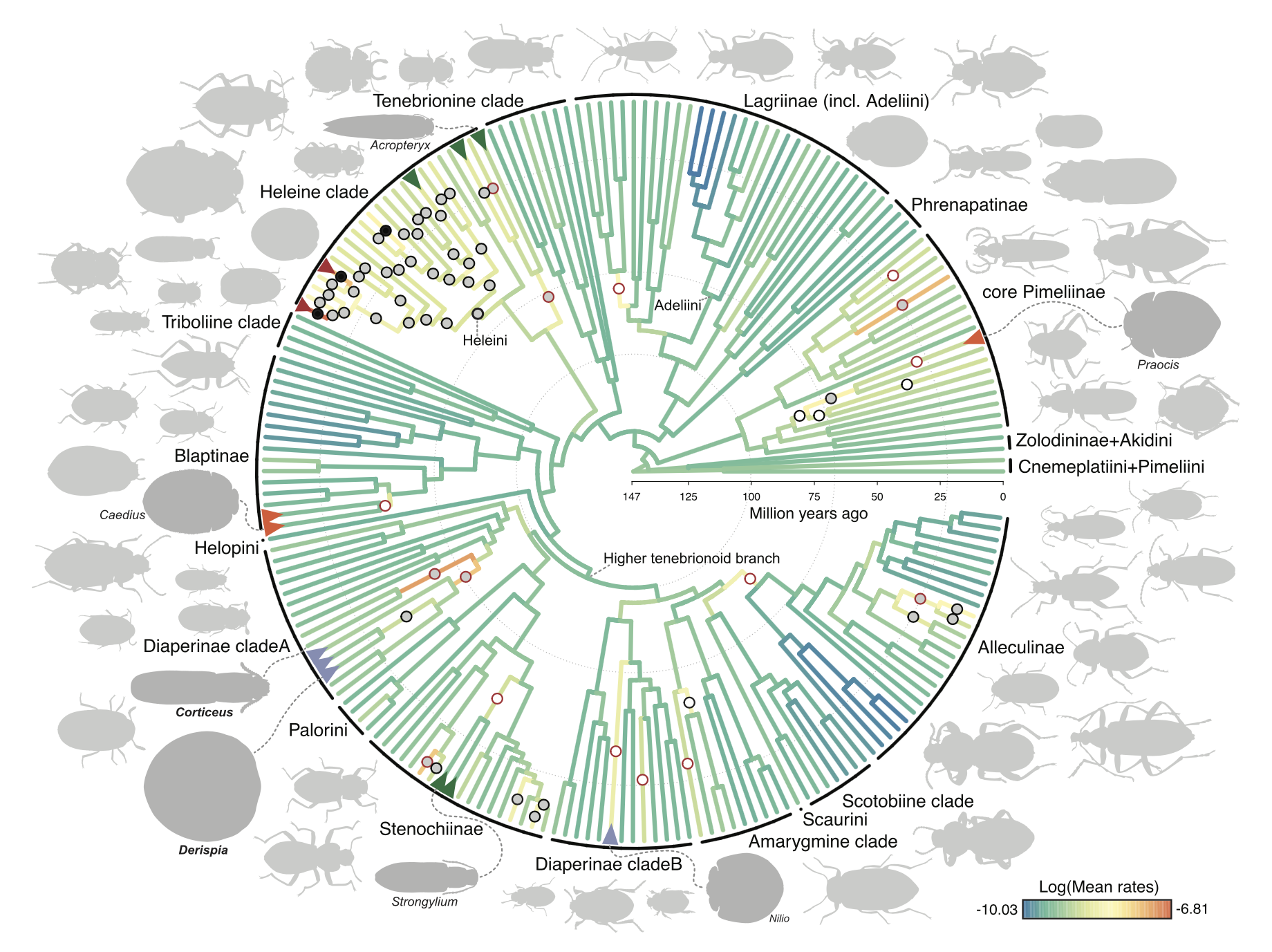 A circular phylogenetic tree showing evolutionary relationships among insect groups, with branches color-coded by log mean rates, overlaid on background silhouettes of various insects.