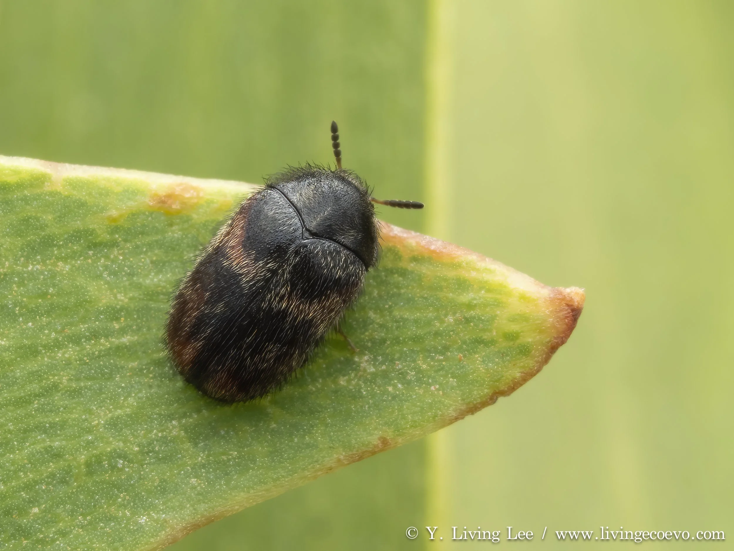 Dermestidae (Eurhopalus sp.) @ ACT, Namadgi visitor center, on Eucalypts