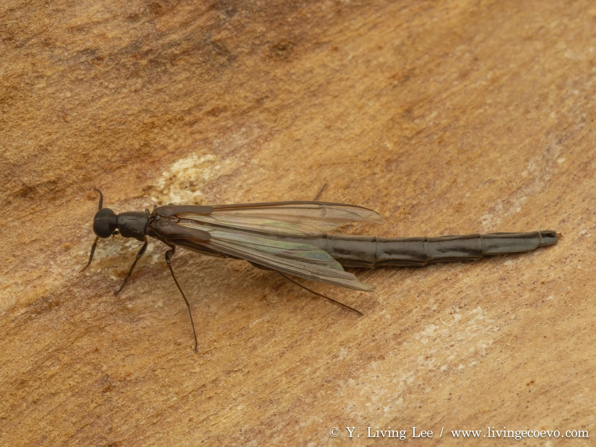Lymexylidae (Raractocetus kreusleri) @ ACT, Black mountain