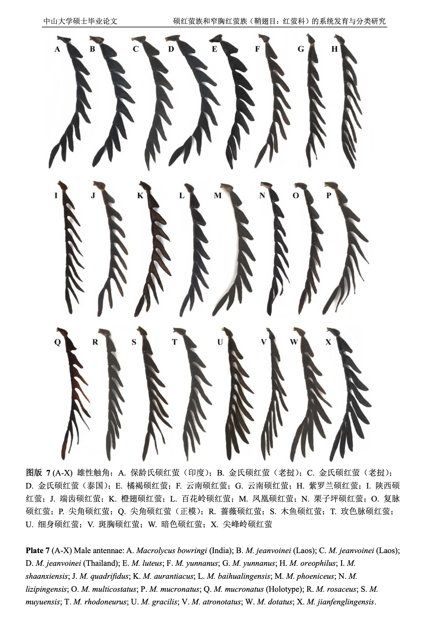 Diagram of male antennae from various species, labeled A through X, with Chinese and English descriptions.