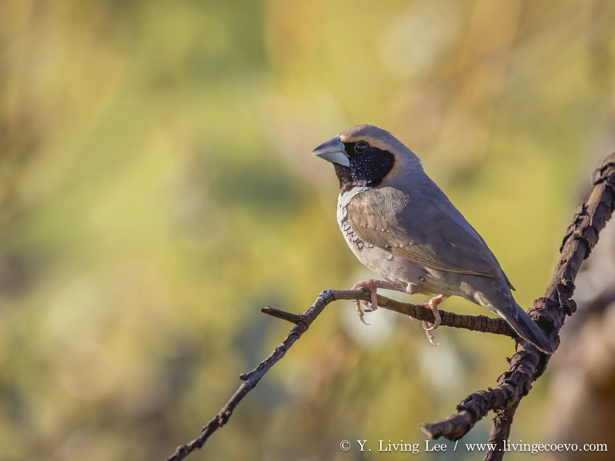 Pictorella munia (Heteromunia pectoralis) @ WA, Halls Creek