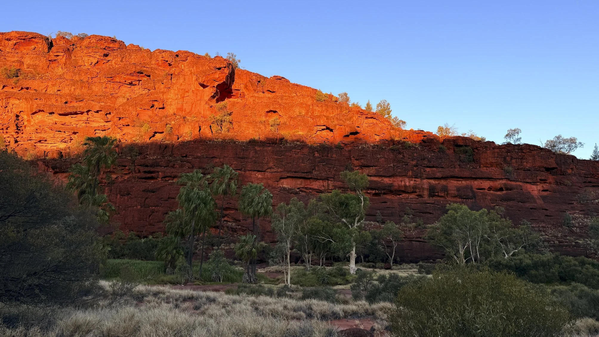 Red cliffs and green (red-cabbage) palms @ NT, Palm valley