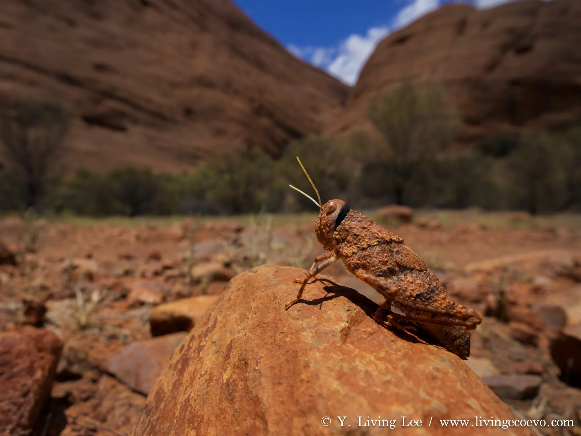 Common toadhopper (Buforania crassa) @ NT, Kata Tjuta