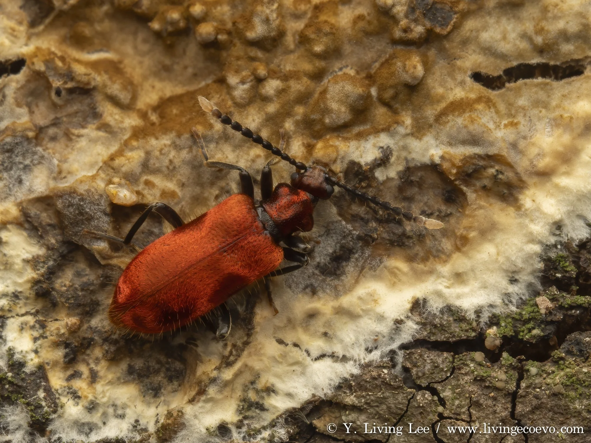 Anthicidae (Lemodes coccinea) @ ACT, Tidbinbilla