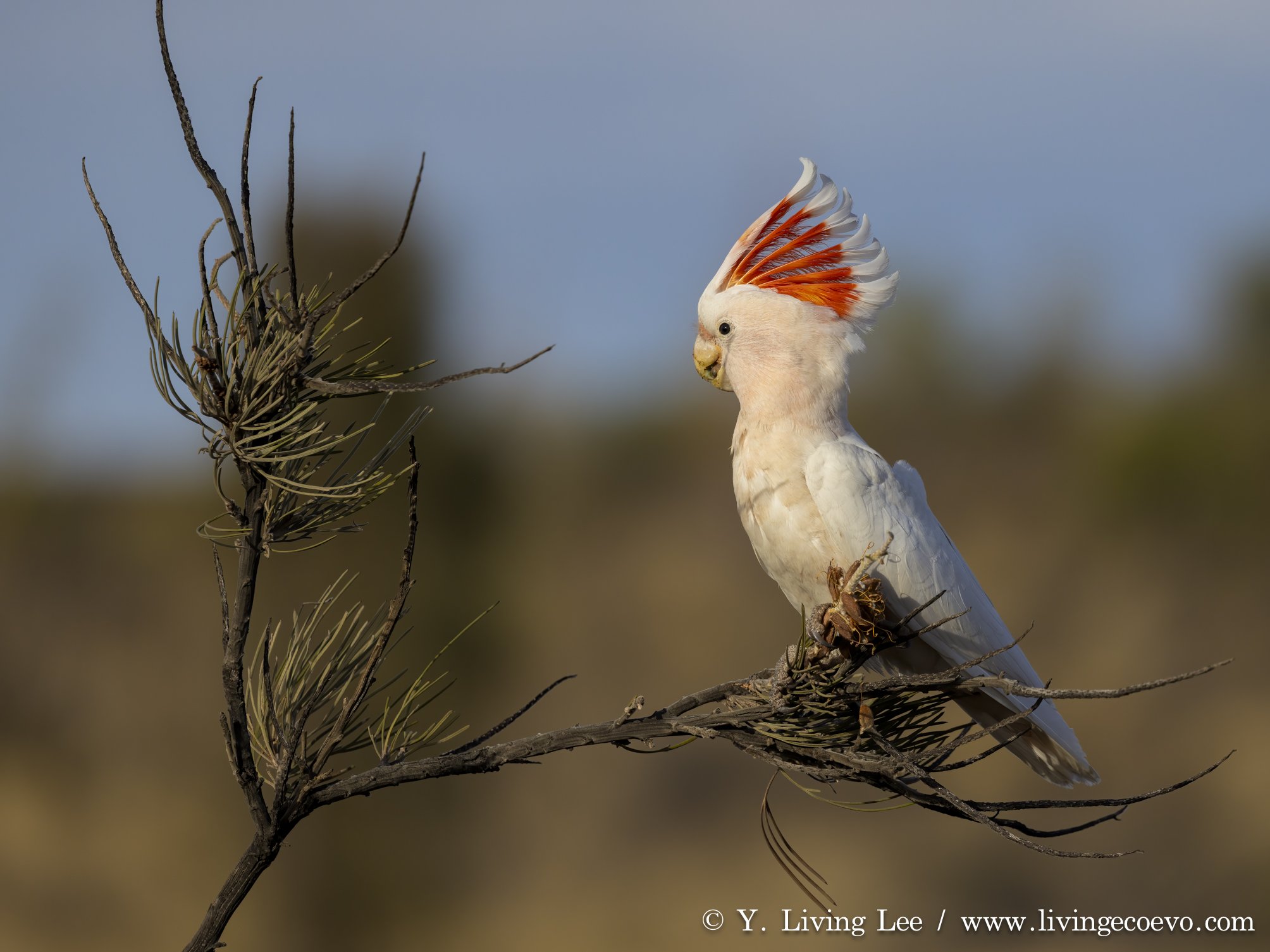 Pink cockatoo (Cacatua leadbeateri) @ NT, Yulura